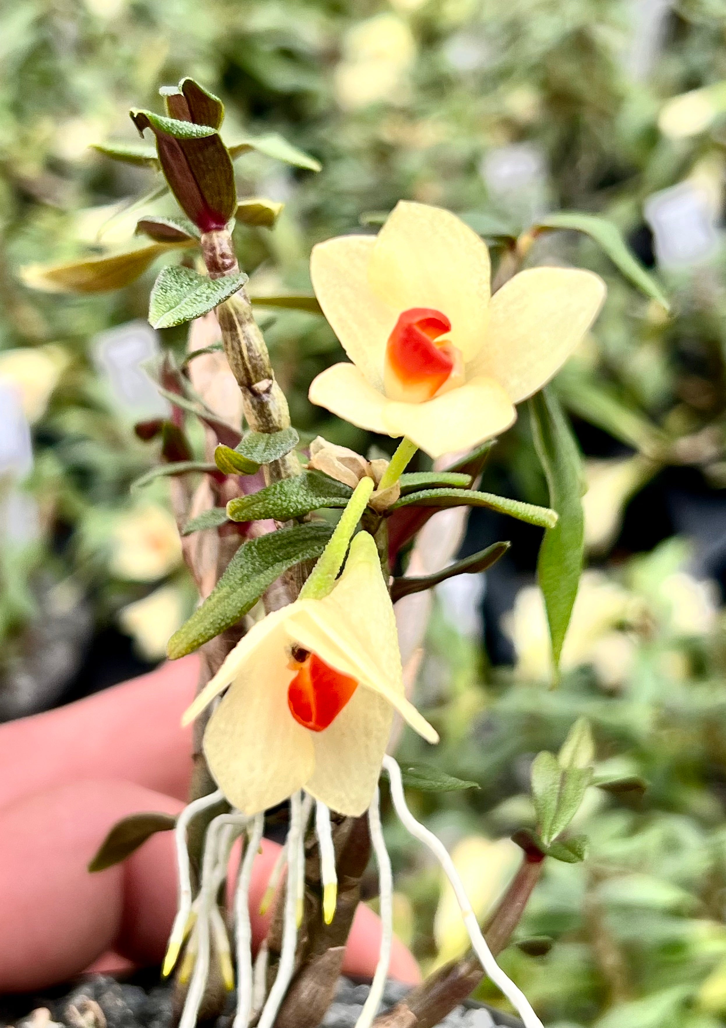 Dendrobium cuthbersonii "Yellow"