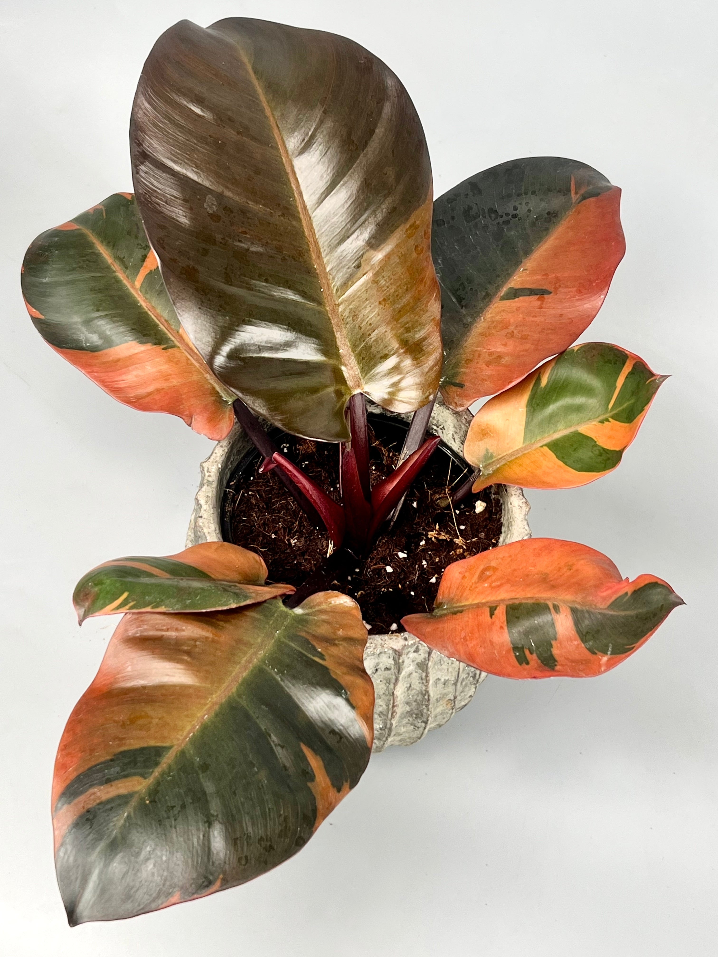Philodendron "Black Cardinal" Variegated