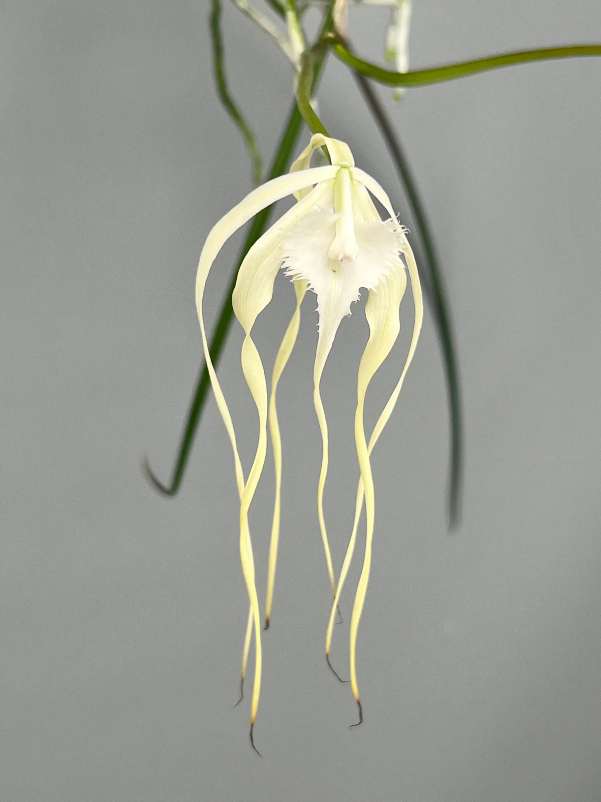 Cattleya Duvaliana x Brassavola cucullata (10 baby plants)