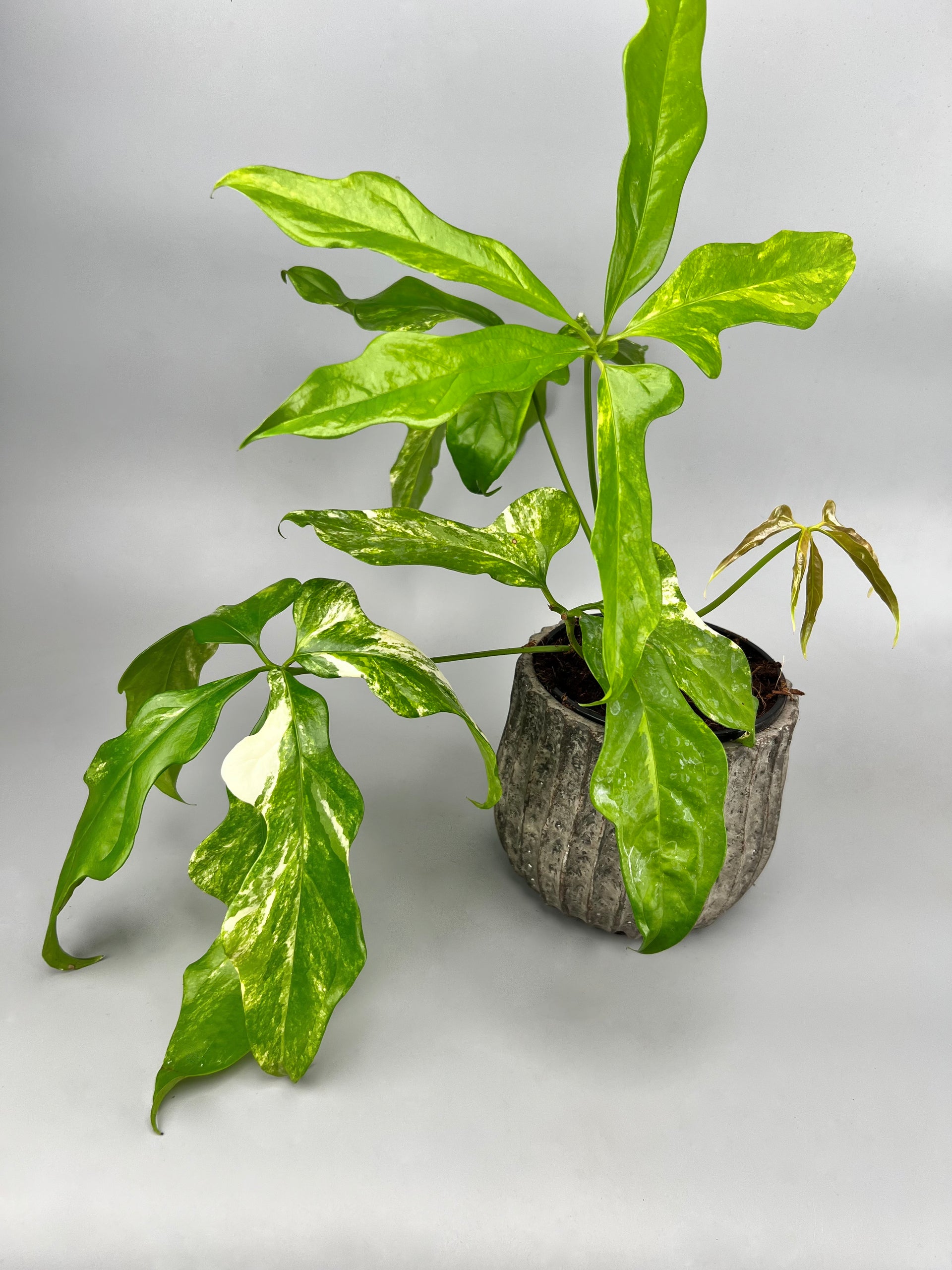 anthurium pentaphyllum for sale Anthurium pentaphyllum Variegata 'Costa Rica'