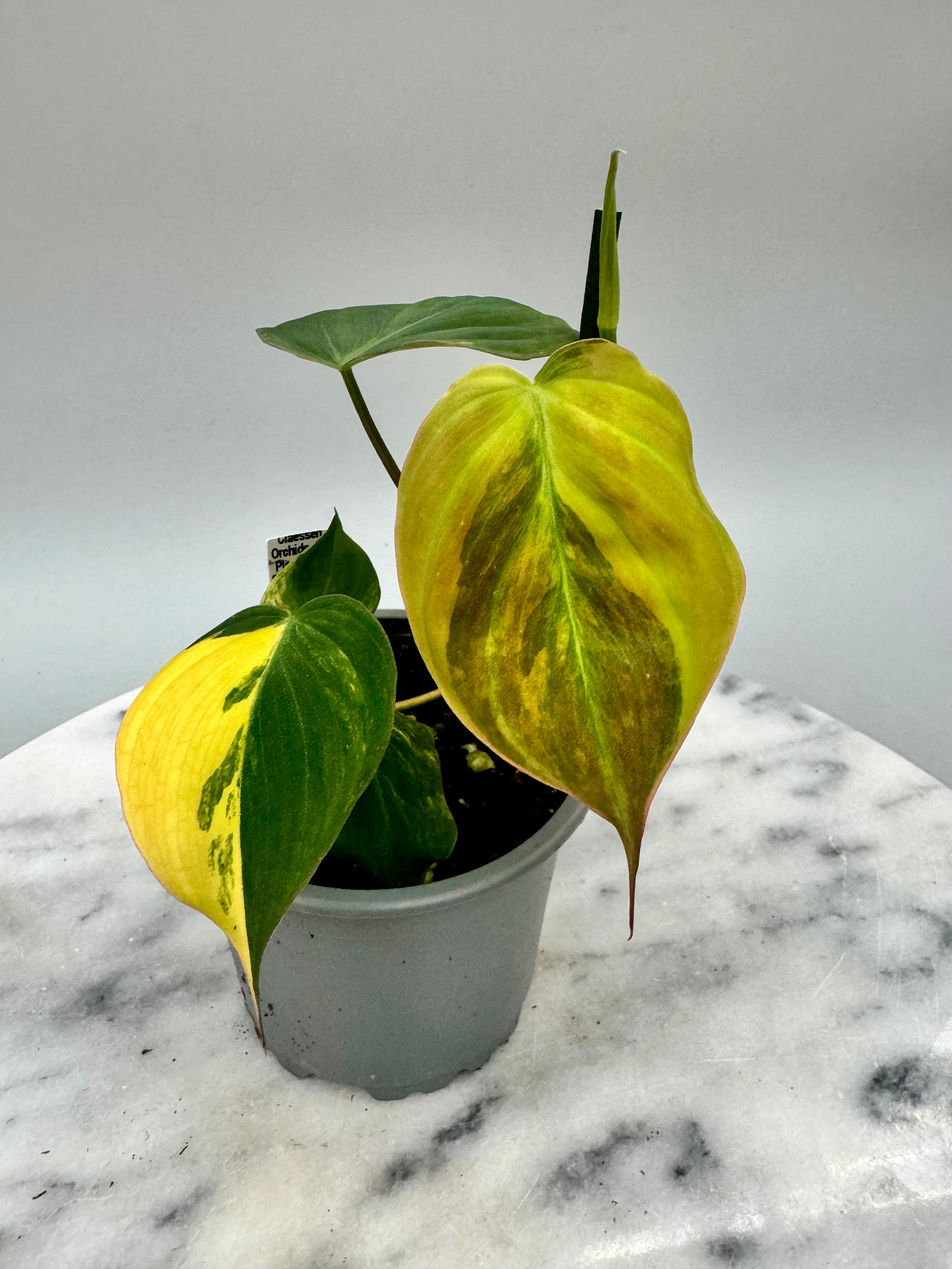 Philodendron micans variegated aurea