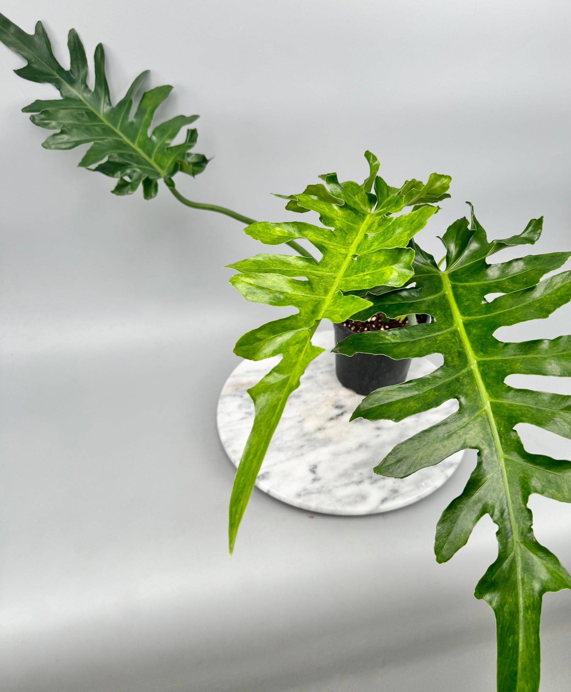 bob cee philodendron Philodendron Bob Cee variegated