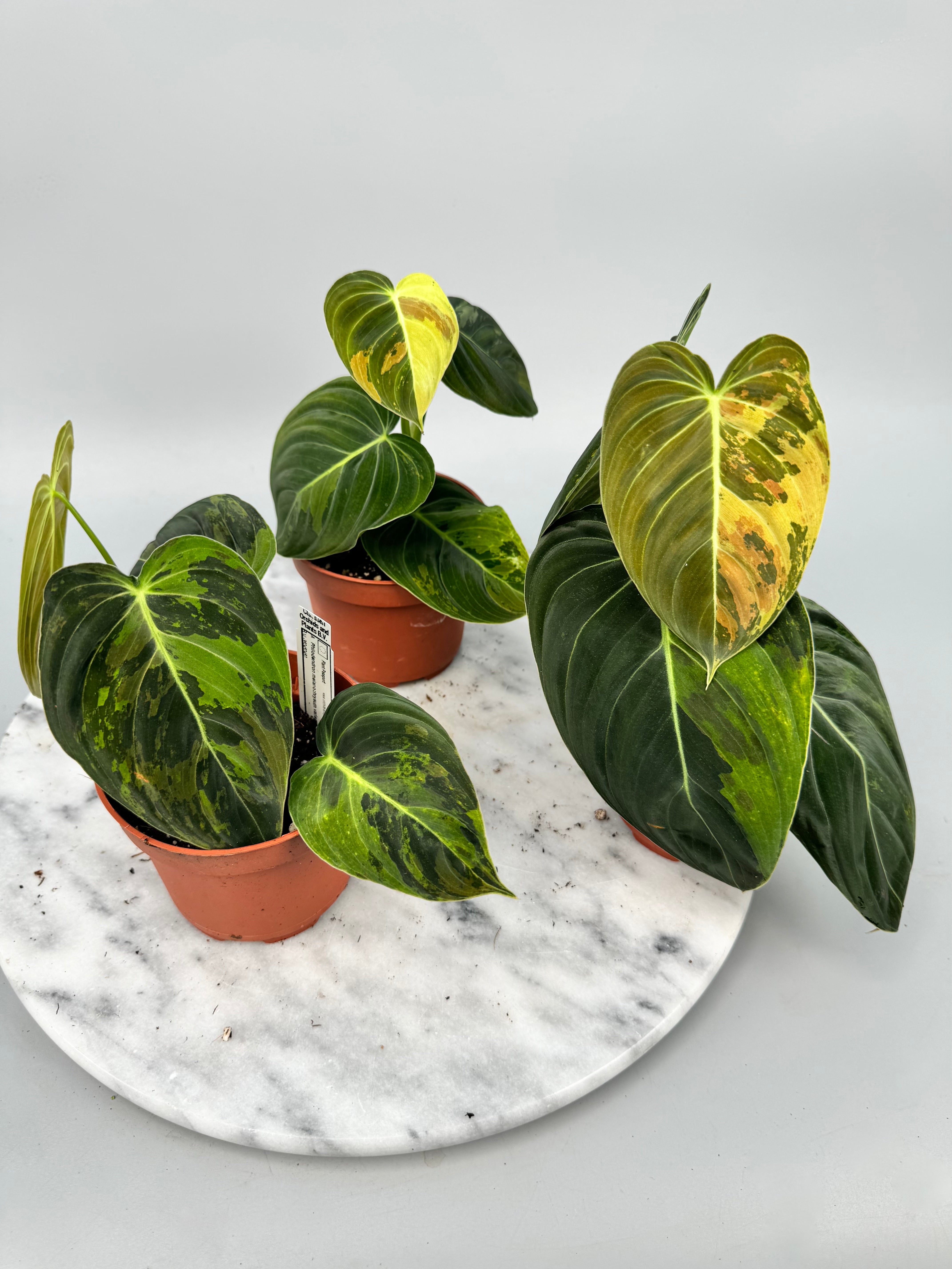 Philodendron melanochrysum variegata "3-4 Leaves"