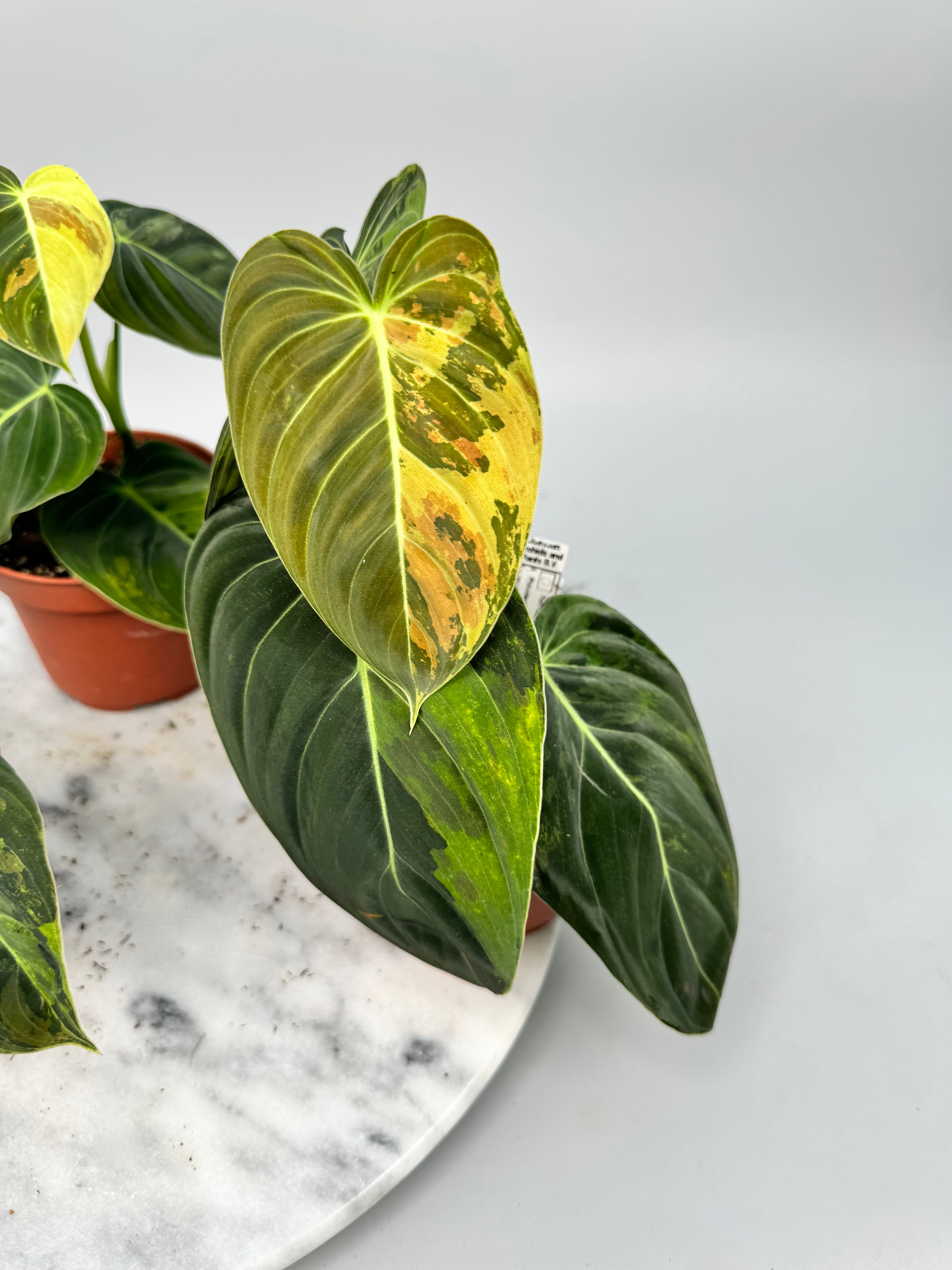 Philodendron melanochrysum variegata "3-4 Leaves"