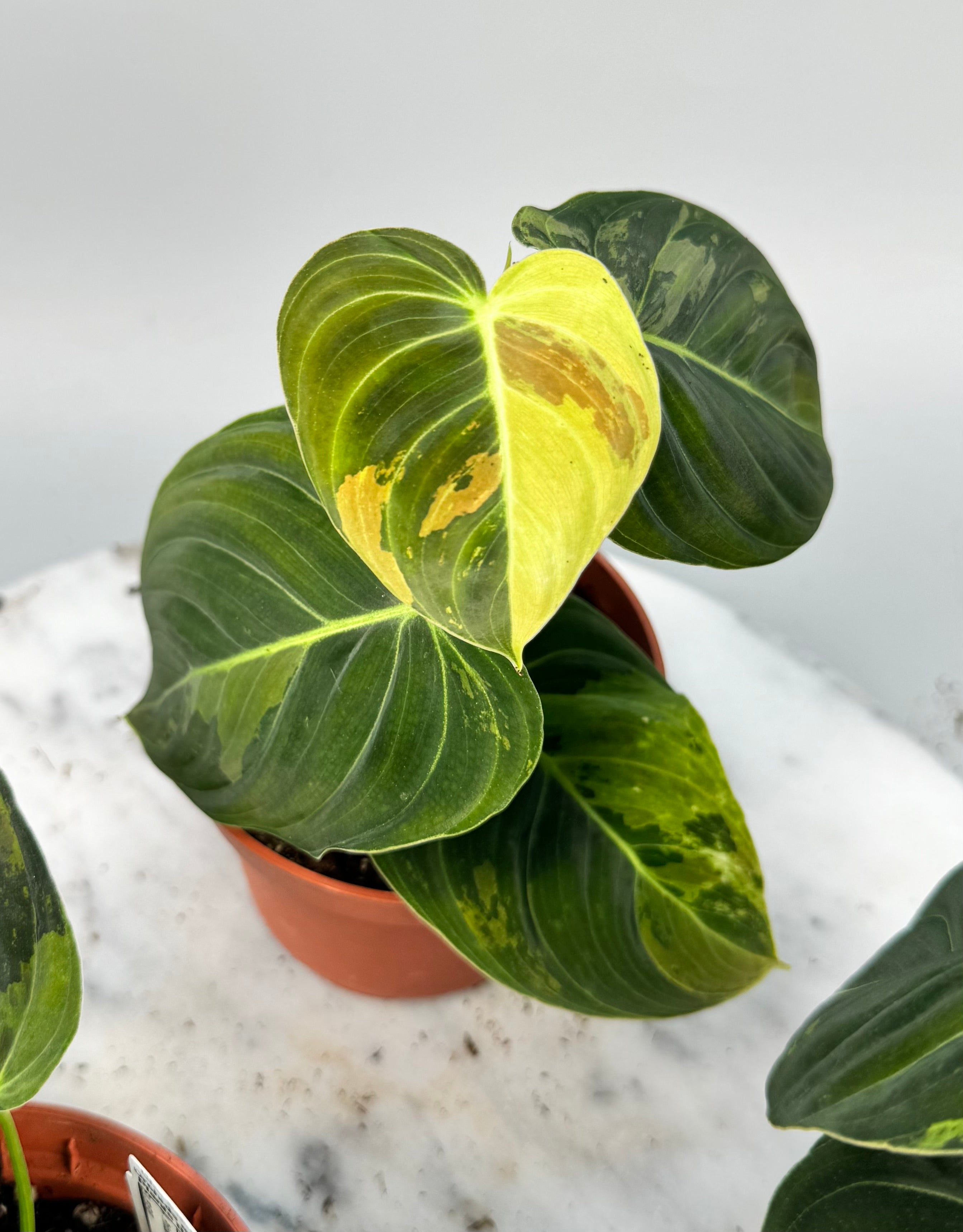 Philodendron melanochrysum variegata "3-4 Leaves"