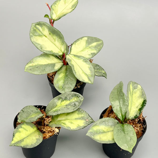 Hoya Argentea Princess (2 Leaves) Cutting