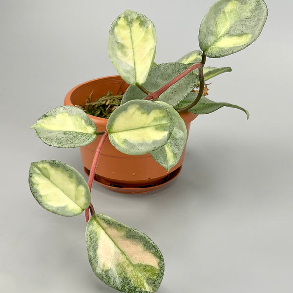 その他観葉植物 Hoya carnosa 'Argentea Princess' Hoya Argentea Princess (4 Leaves)