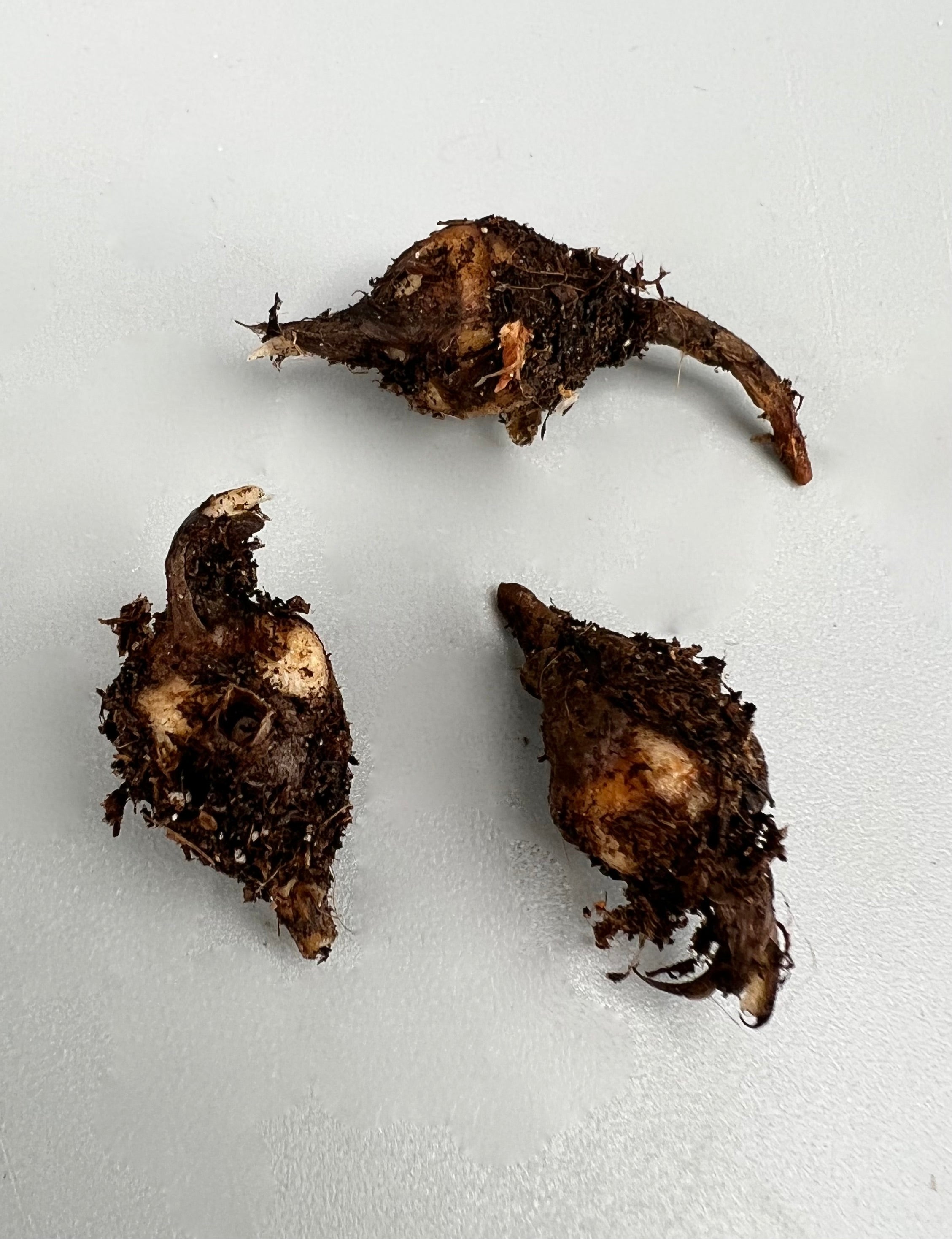 Alocasia black velvet aurea variegata (eitjes, knolletjes)