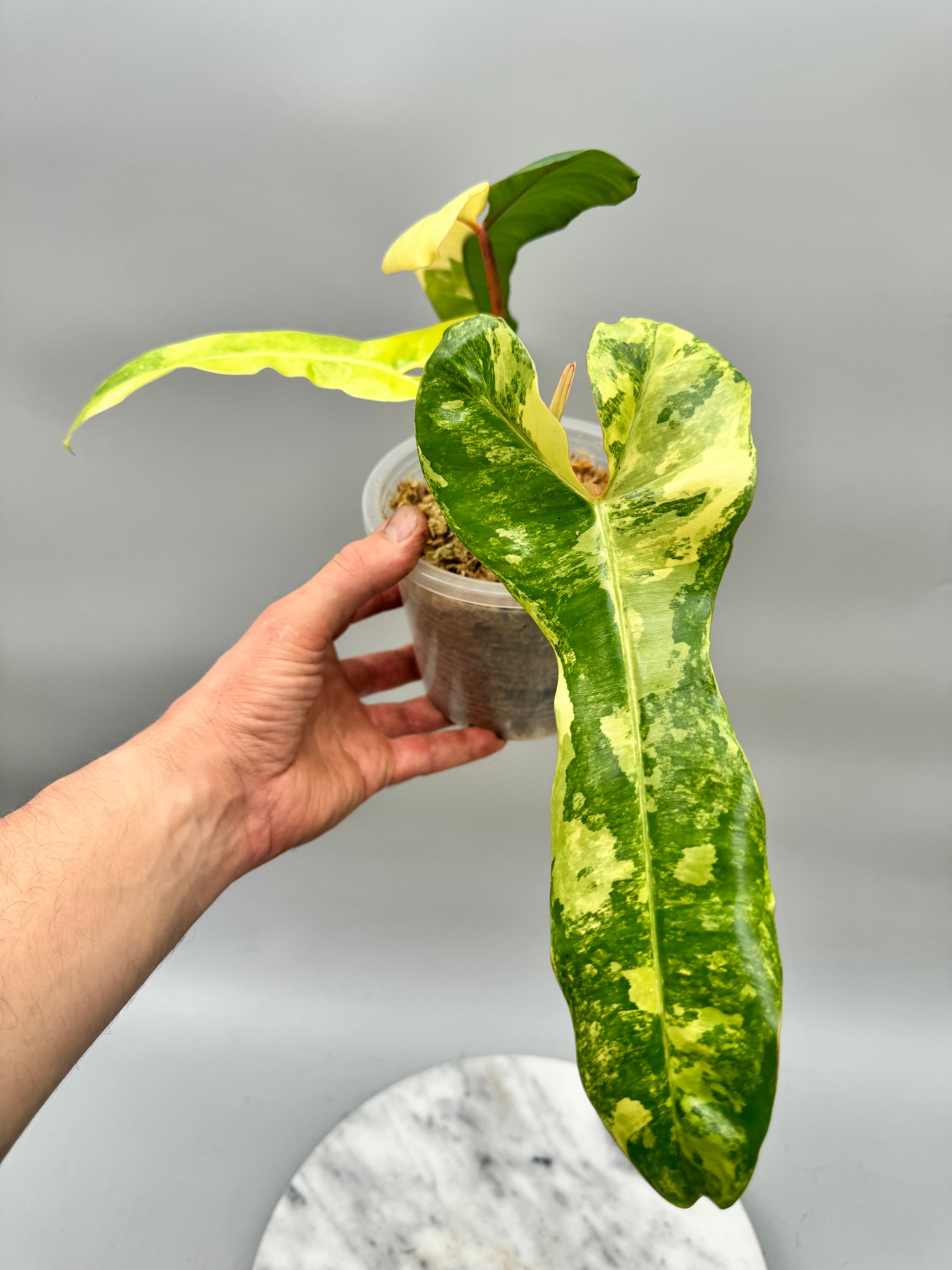 Philodendron billietiae variegata x Florida Beauty