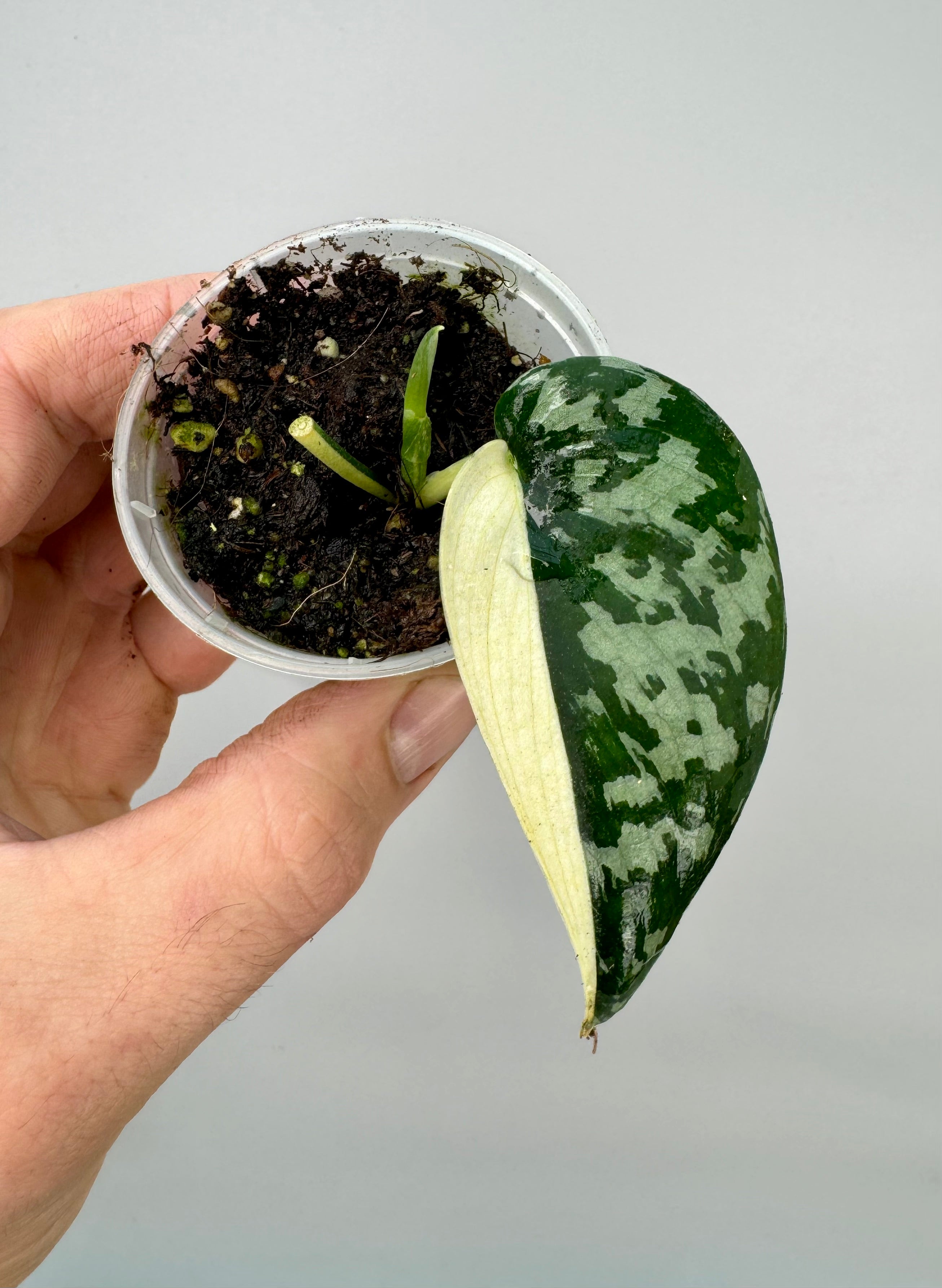 Scindapsus pictus variegated albo Half Moon (1 Leaf)