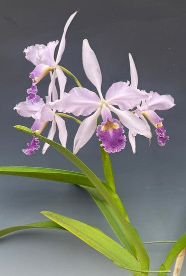 Cattleya warscewiczii coerulea
