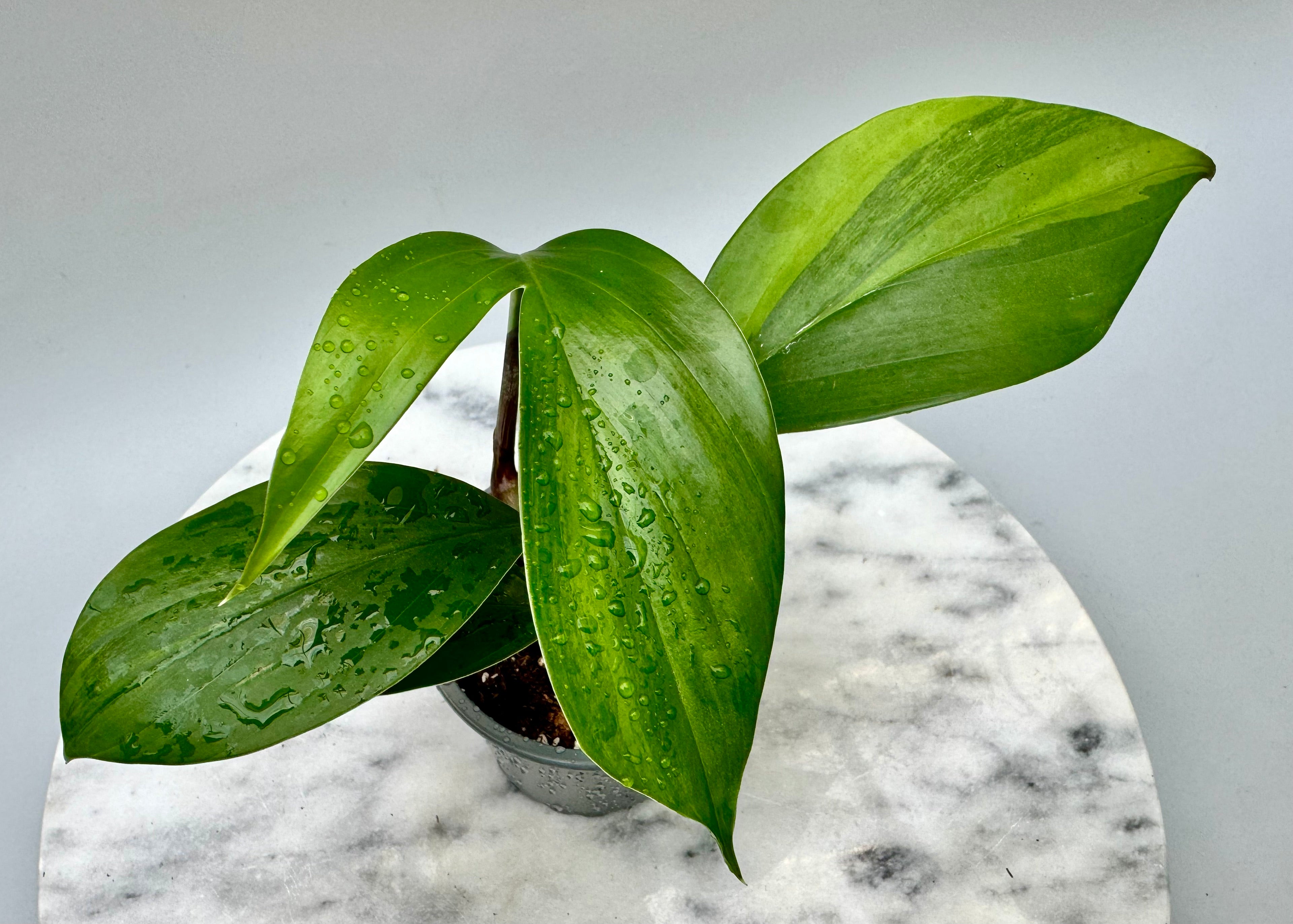 Philodendron Dragon Tail Variegata