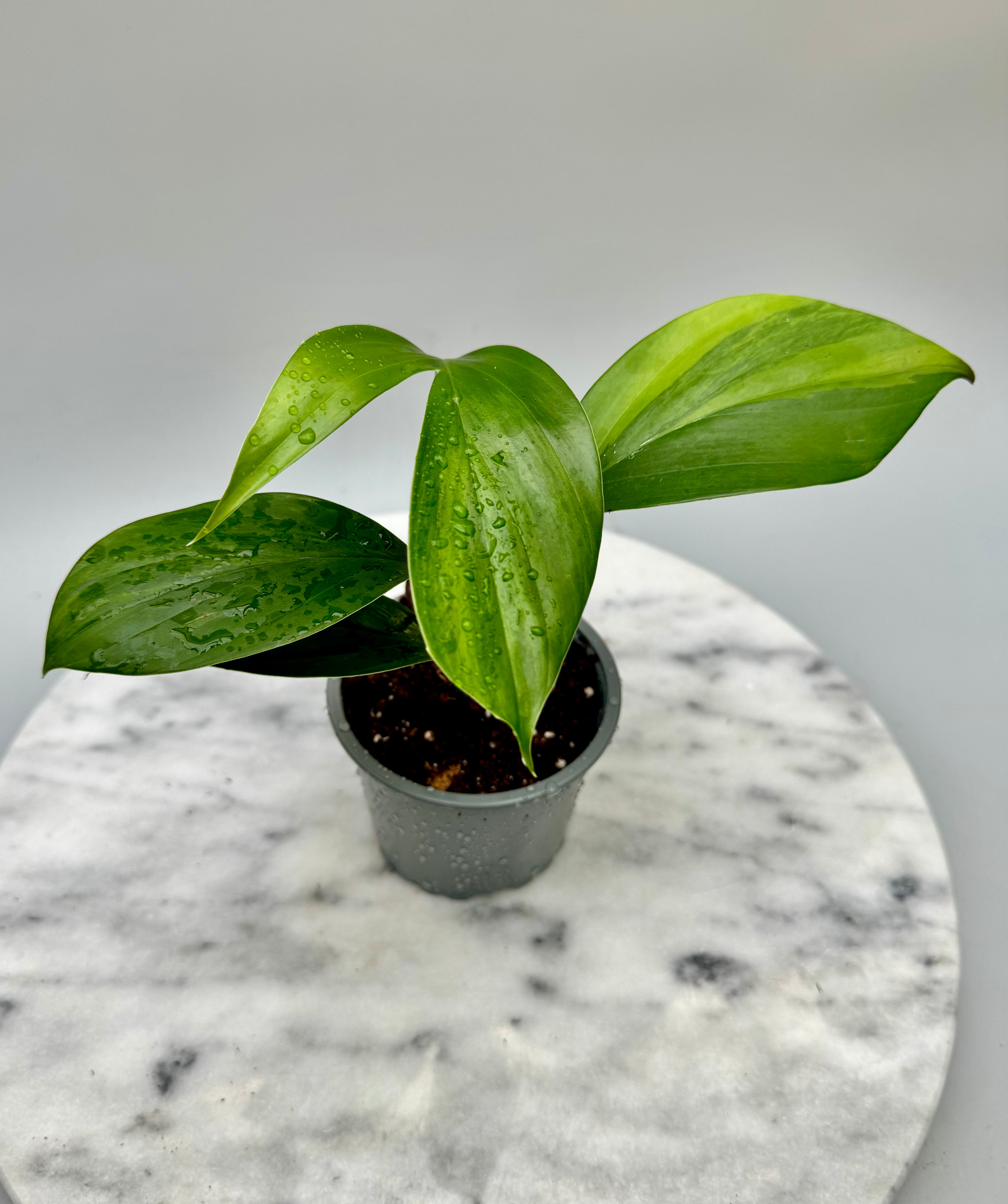 Philodendron Dragon Tail Variegata