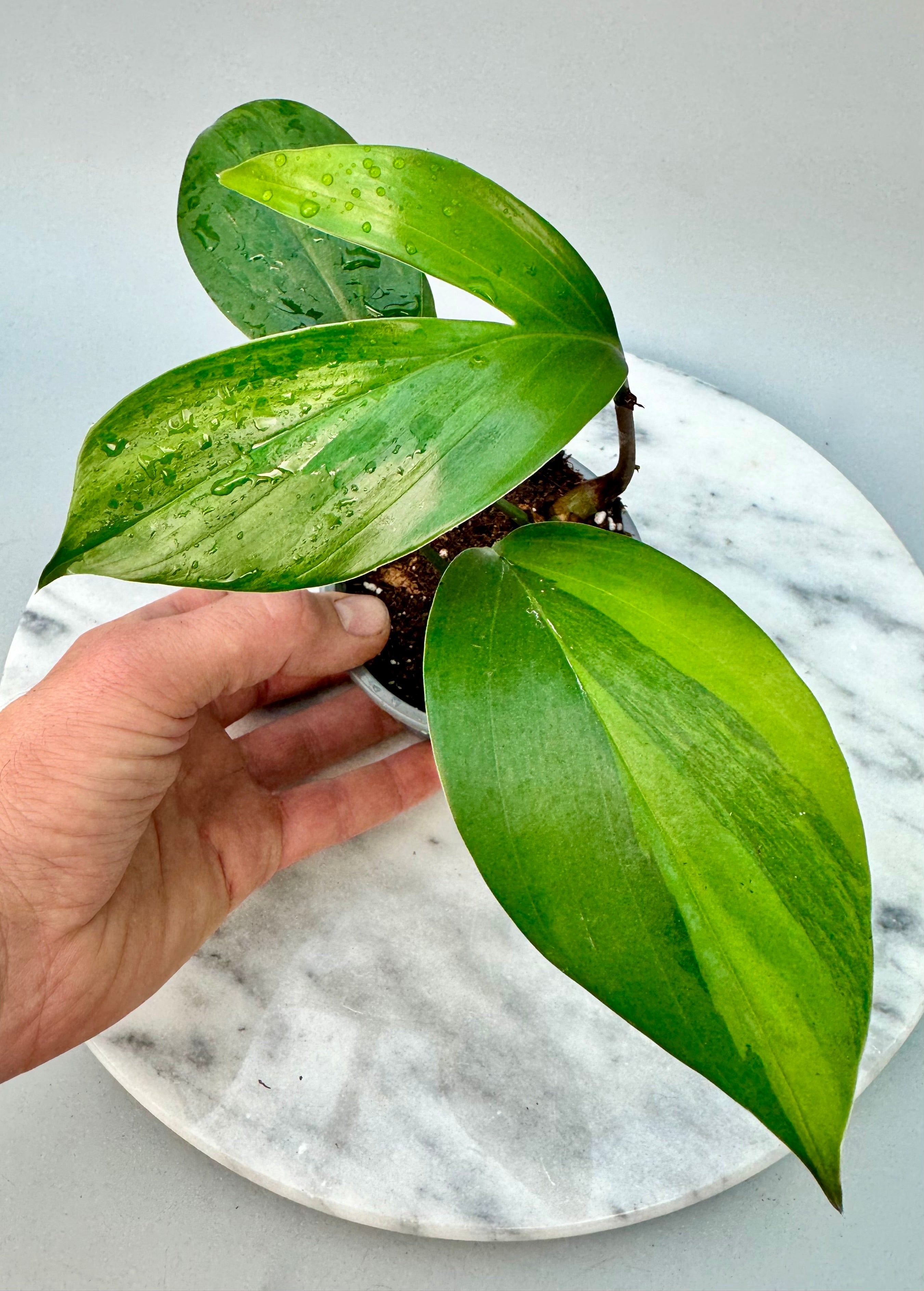 Philodendron Dragon Tail Variegata