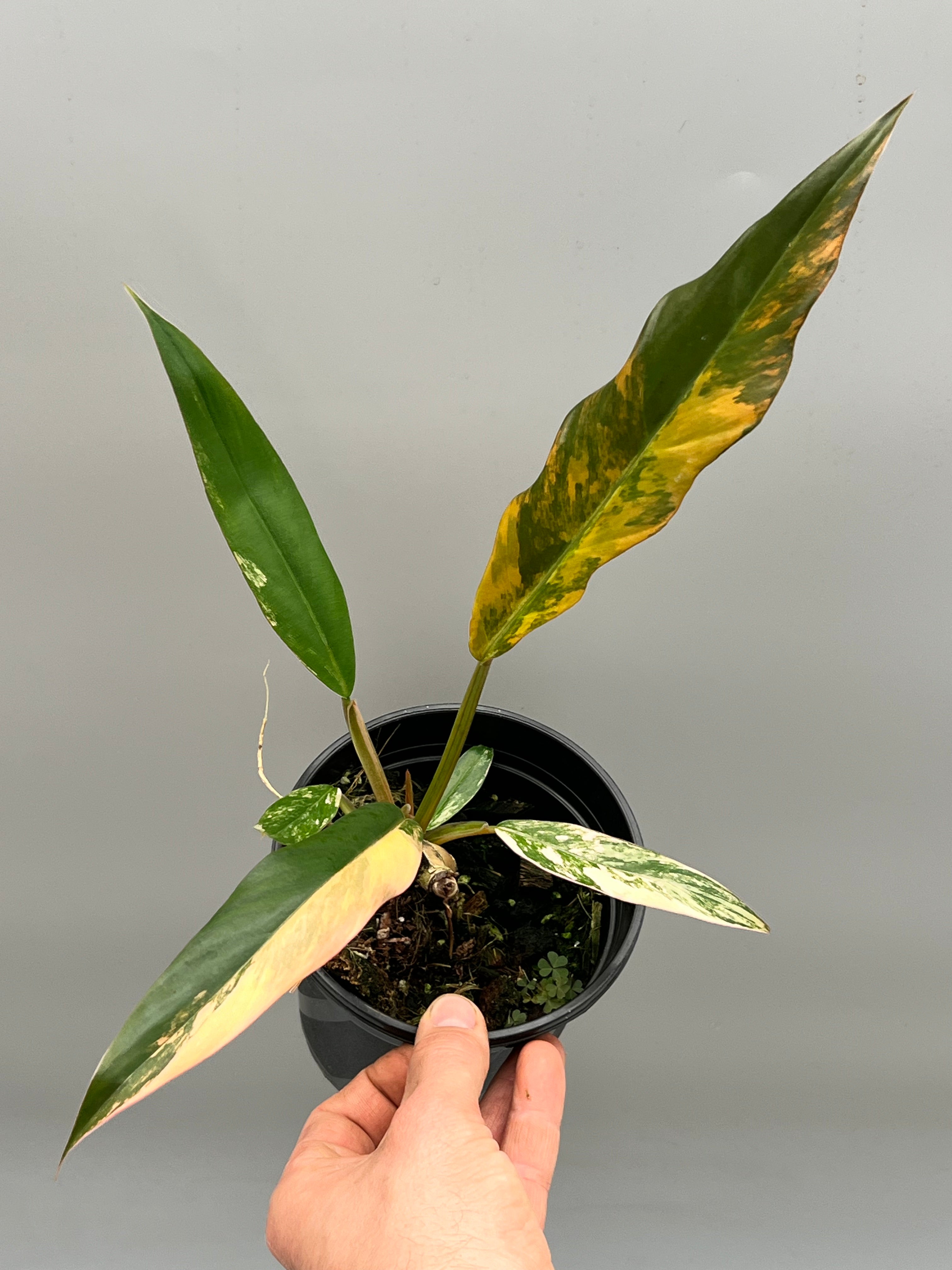 Philodendron Caramel Marble (Small Plant)