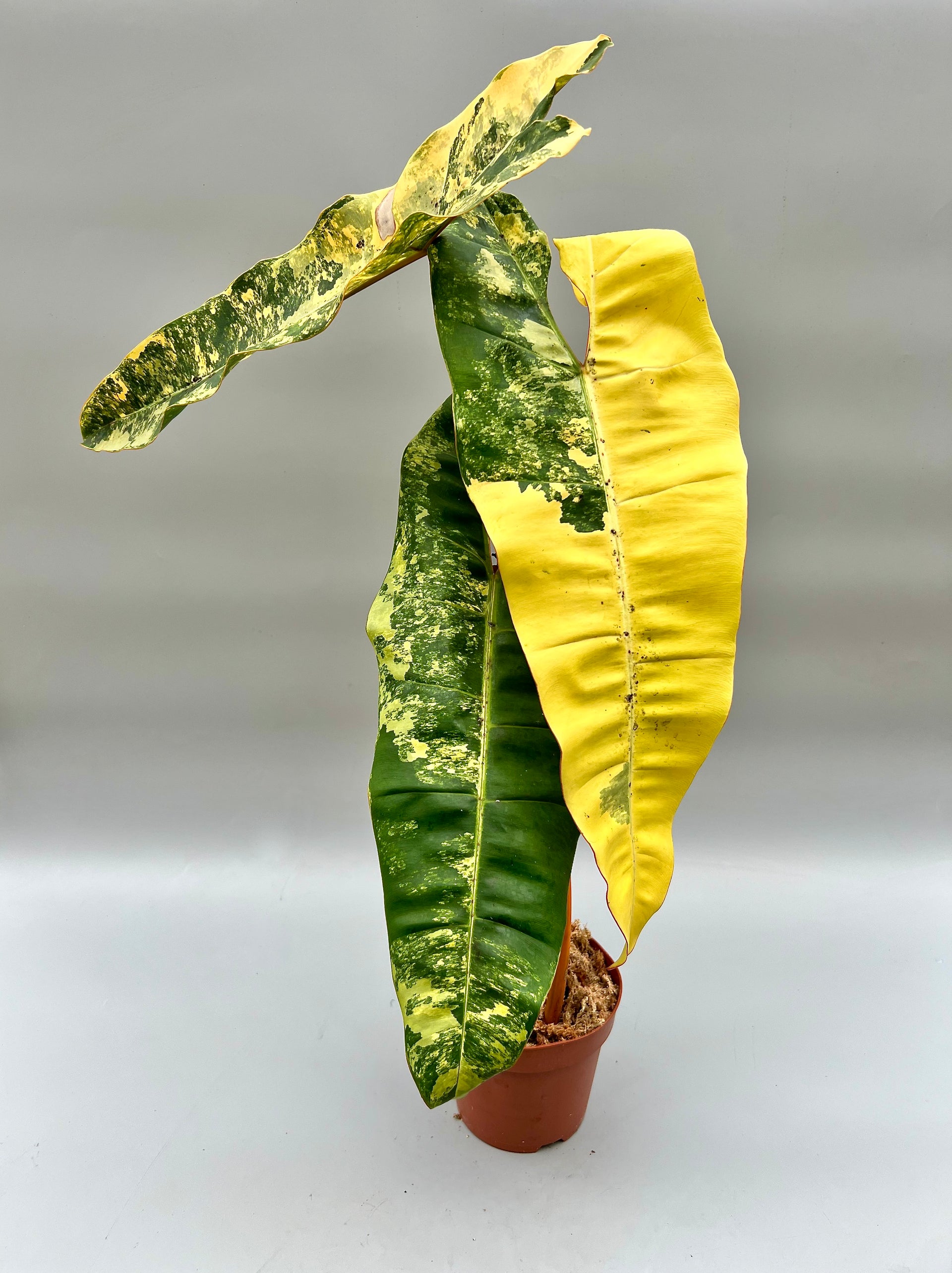 Philodendron billietiae Variegata 
