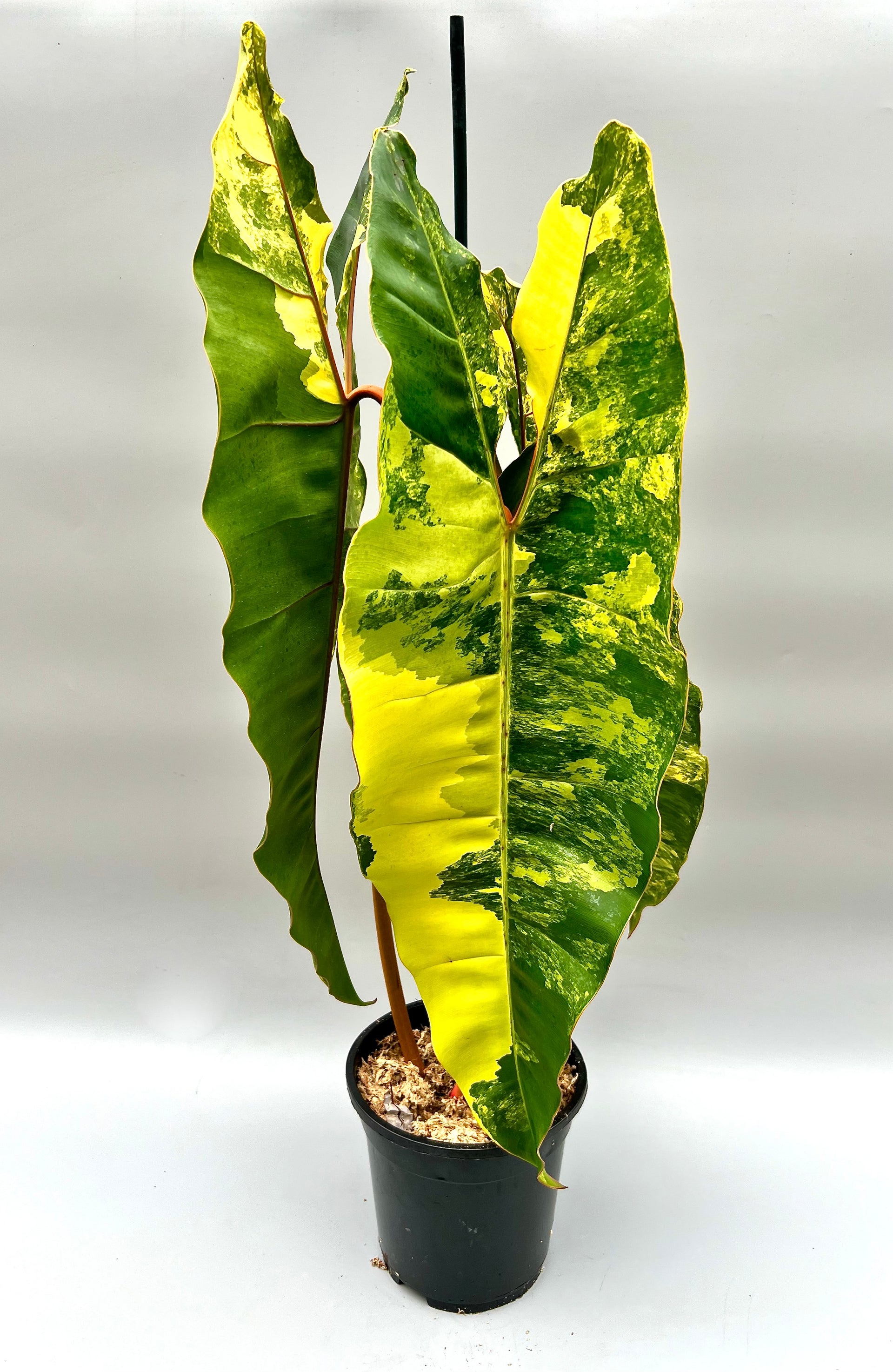 philodendron billietiae variegated care Philodendron billietiae Variegata