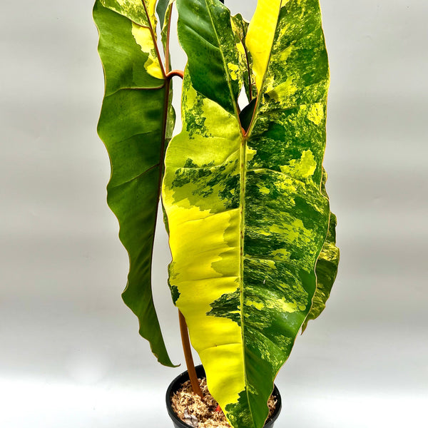 philodendron billietiae variegated price Philodendron billietiae Variegata