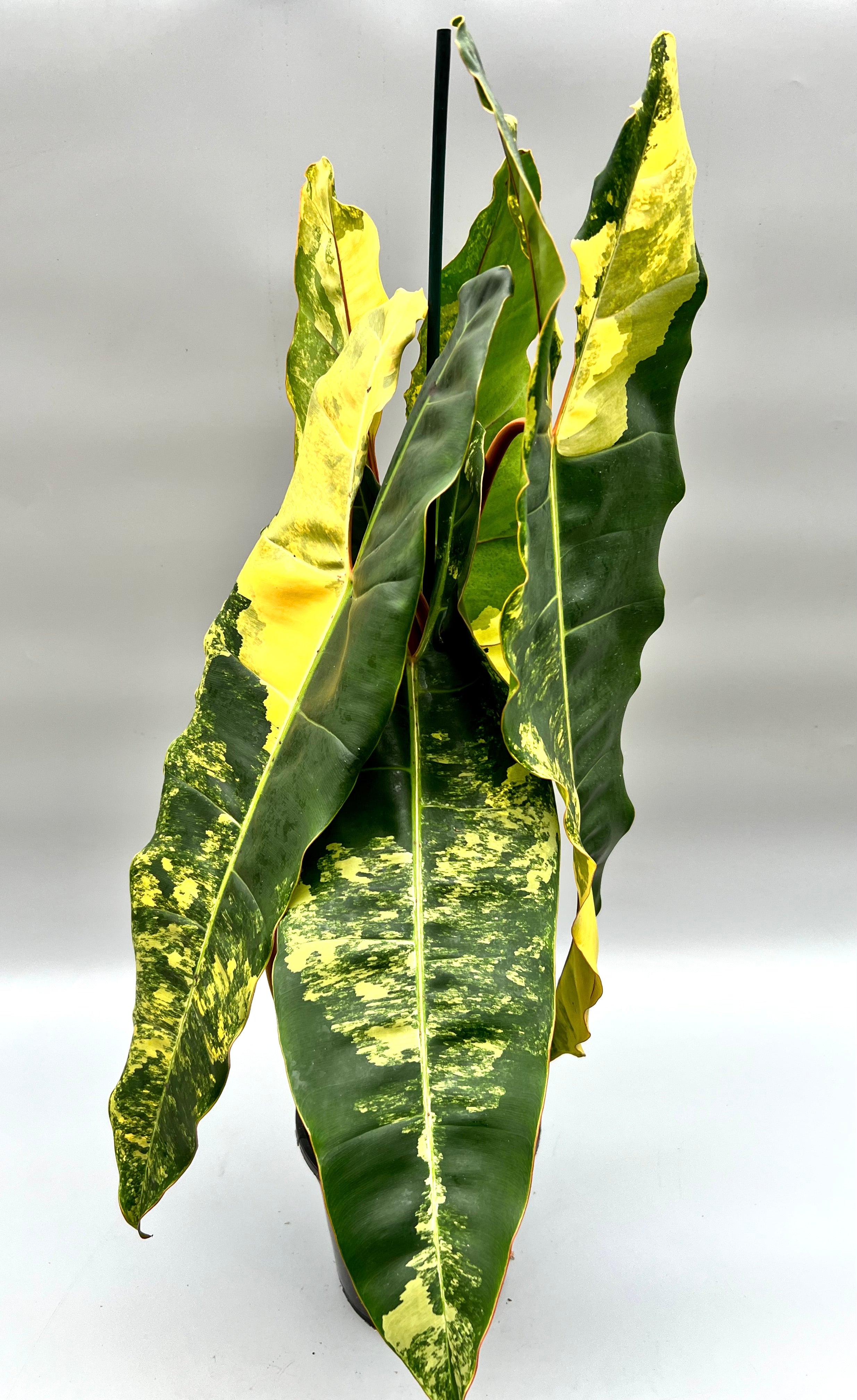 Philodendron billietiae Variegata  “Medium Plus Variegation”