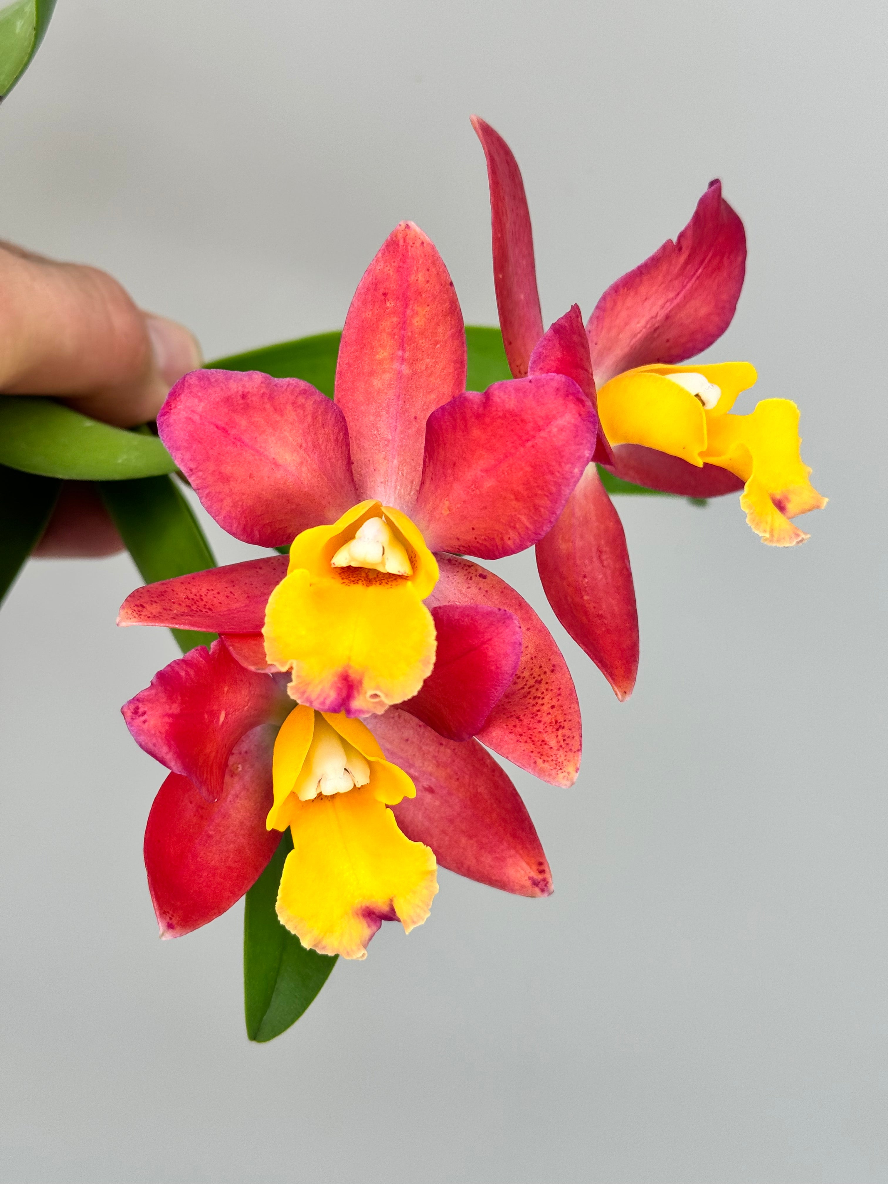 Cattleya (Loog Tone x Galaxy Bell STC 575)