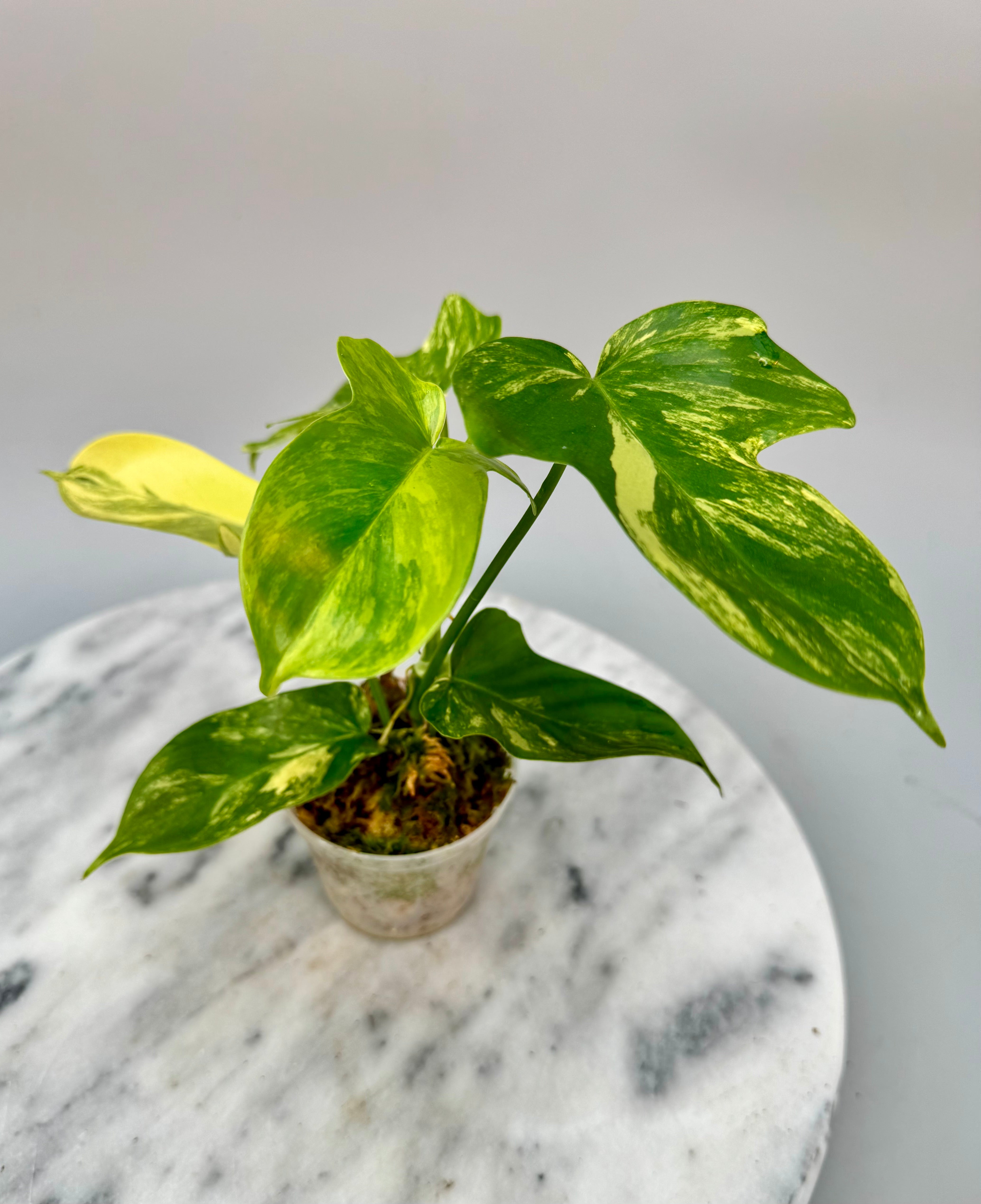 Philodendron squamiferum variegated