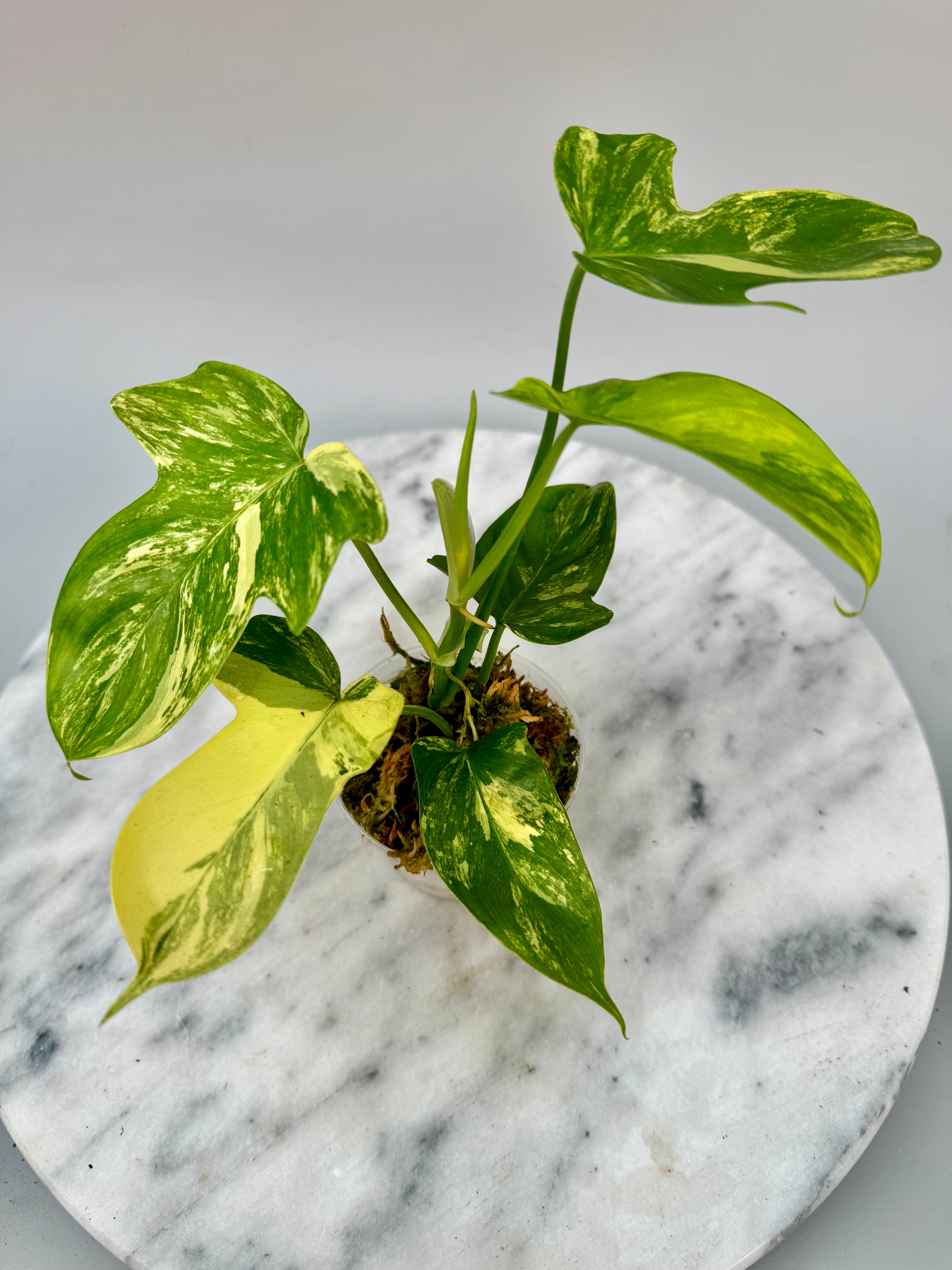 Philodendron squamiferum variegated