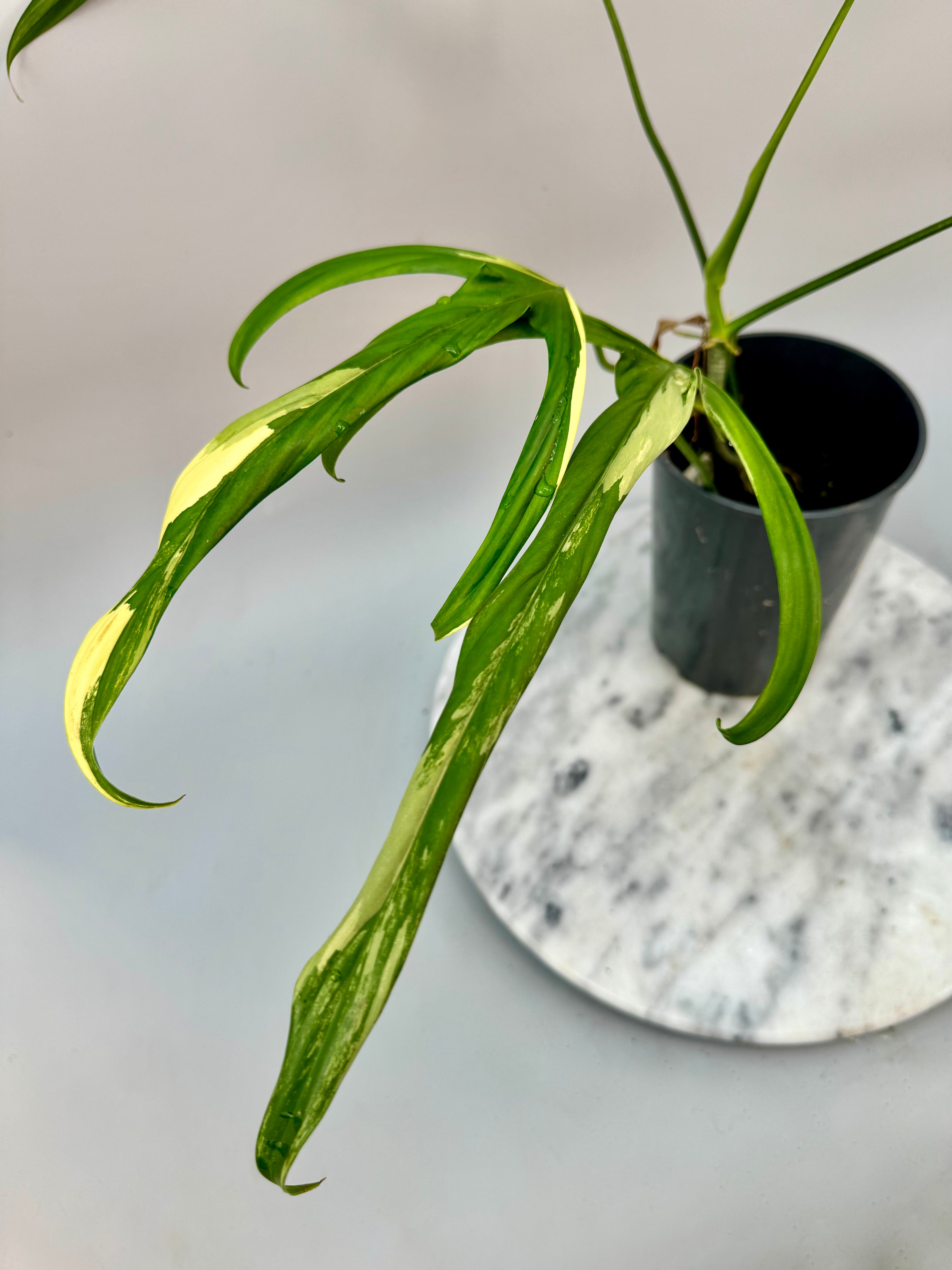 Philodendron holtonianum Variegated