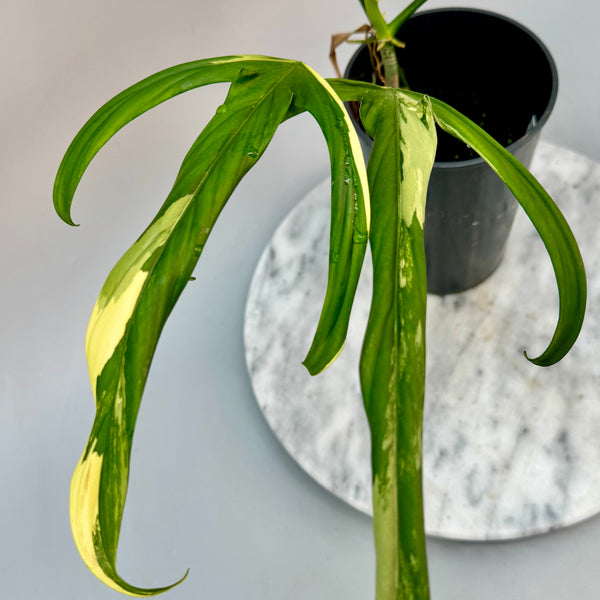 philodendron holtonianum variegated Philodendron holtonianum Variegated