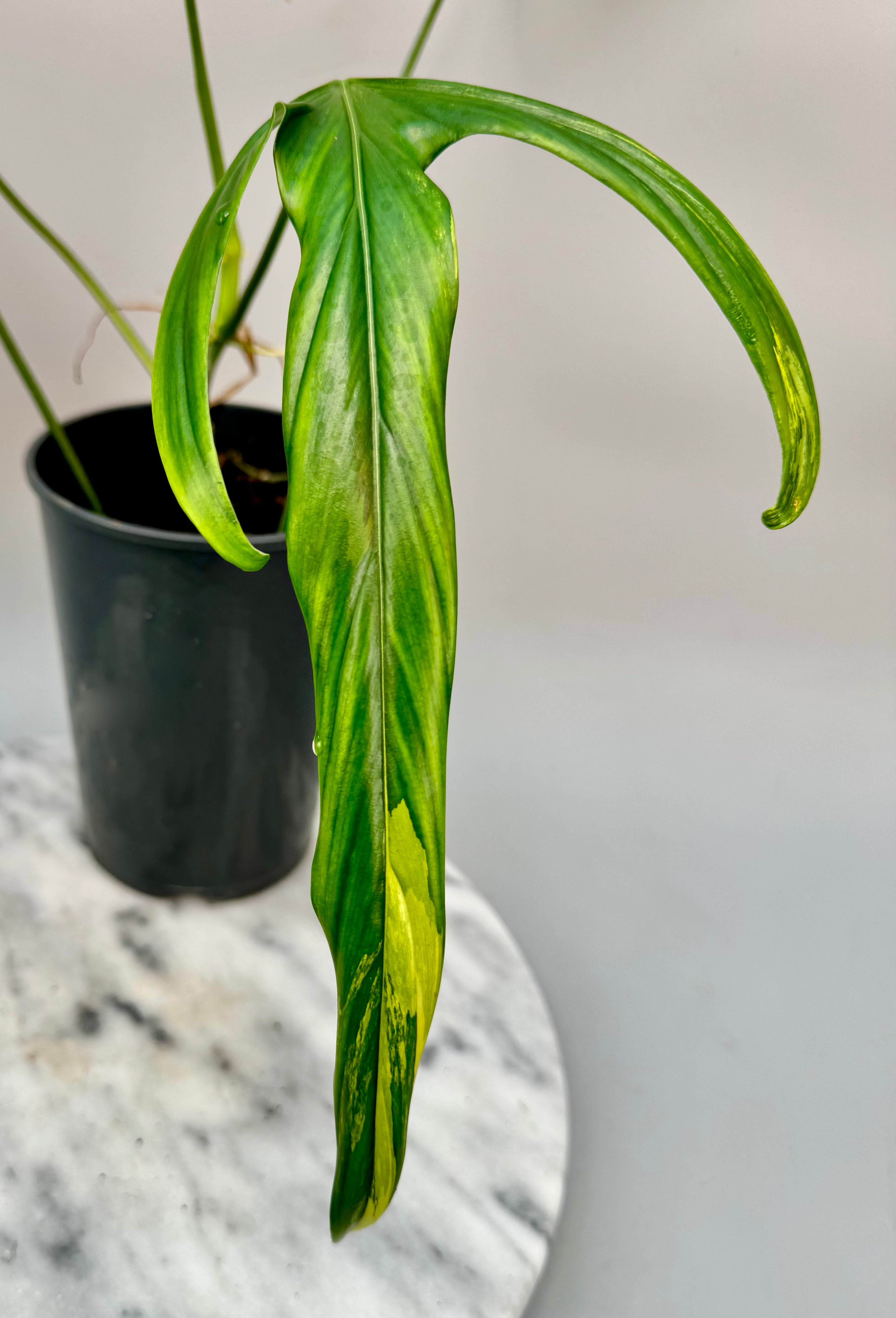 Philodendron holtonianum Variegated