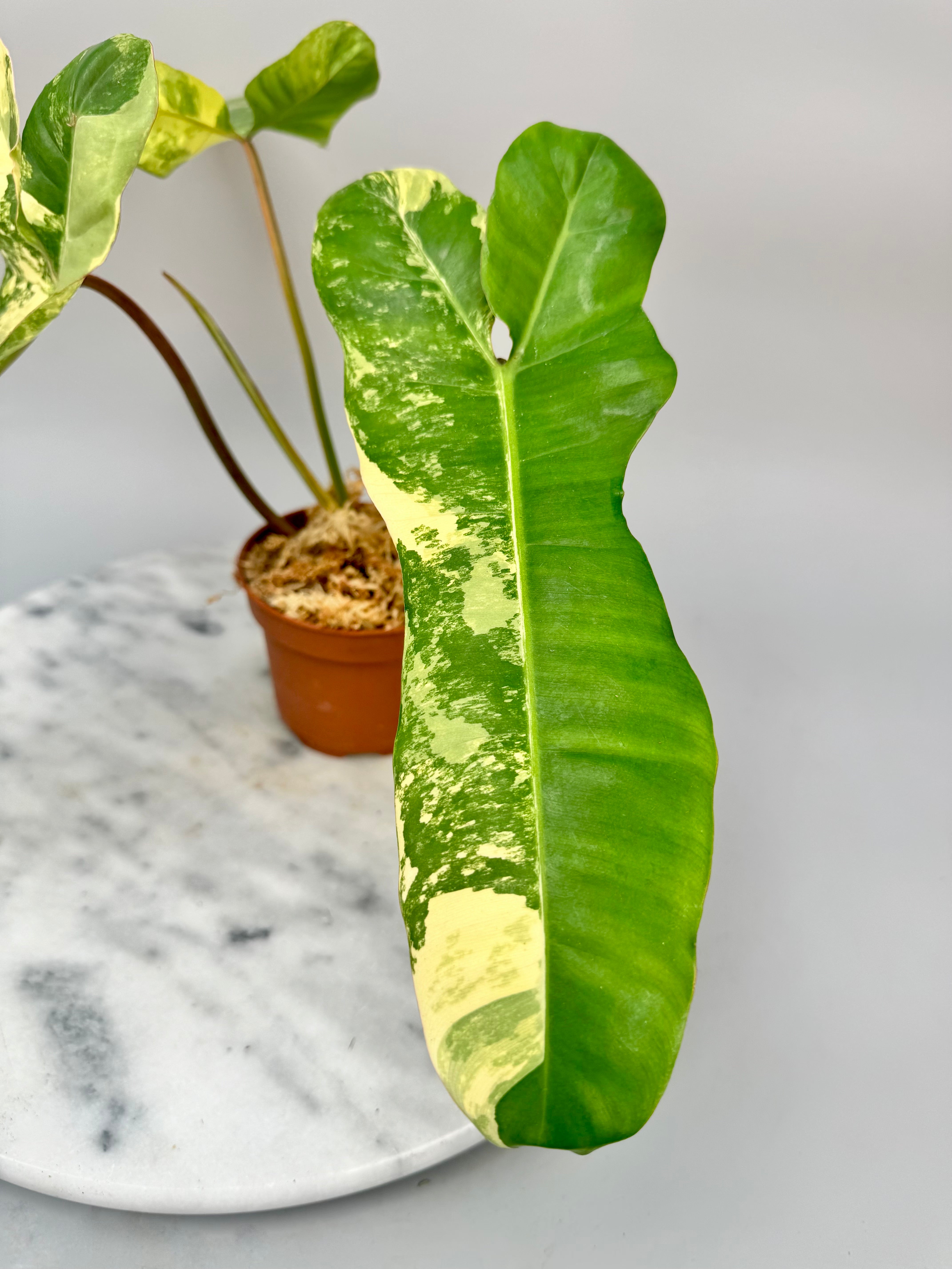 Philodendron billietiae variegata x Florida Beauty (Nr 1)