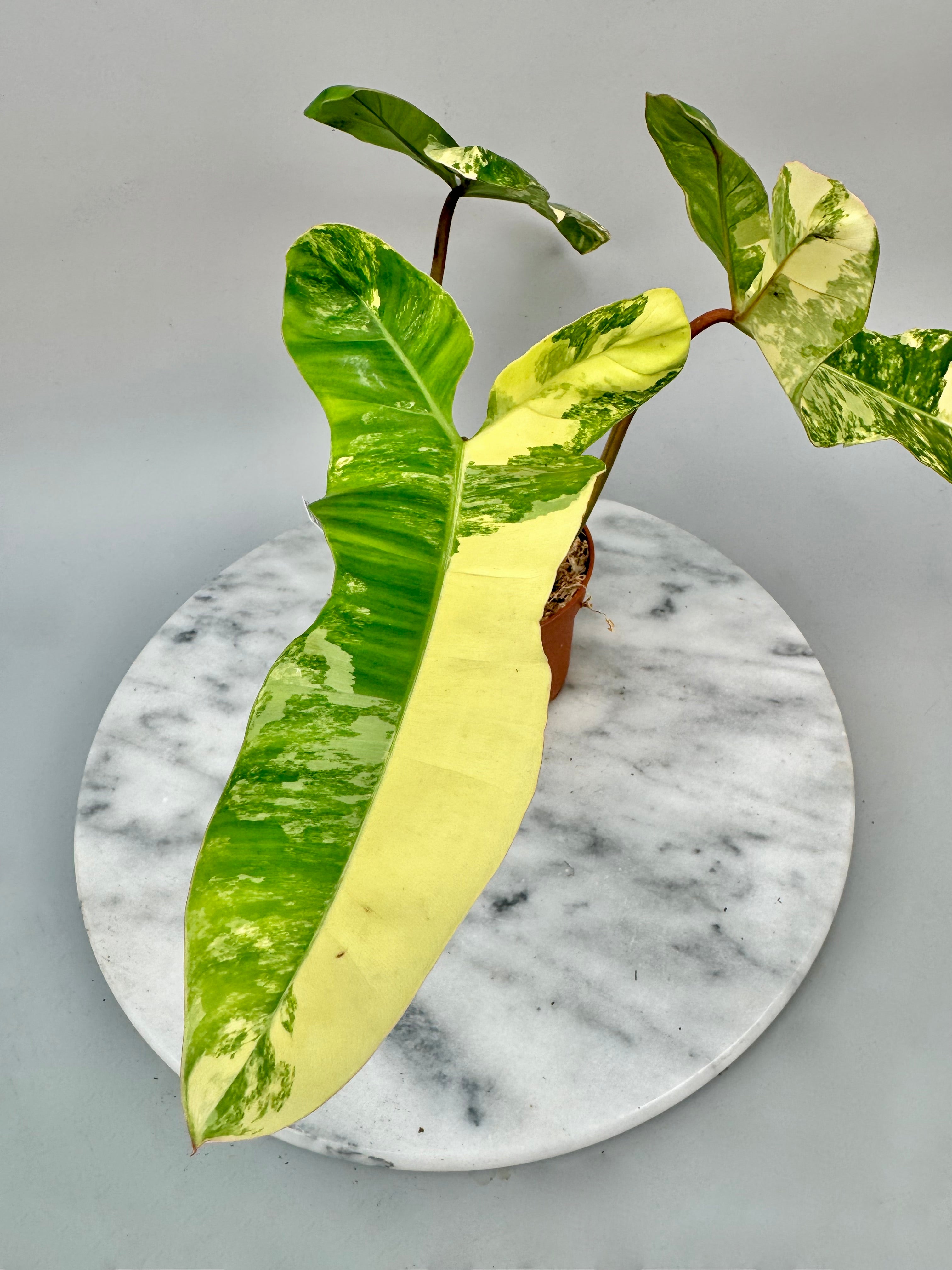 Philodendron billietiae variegata x Florida Beauty (Nr 1)