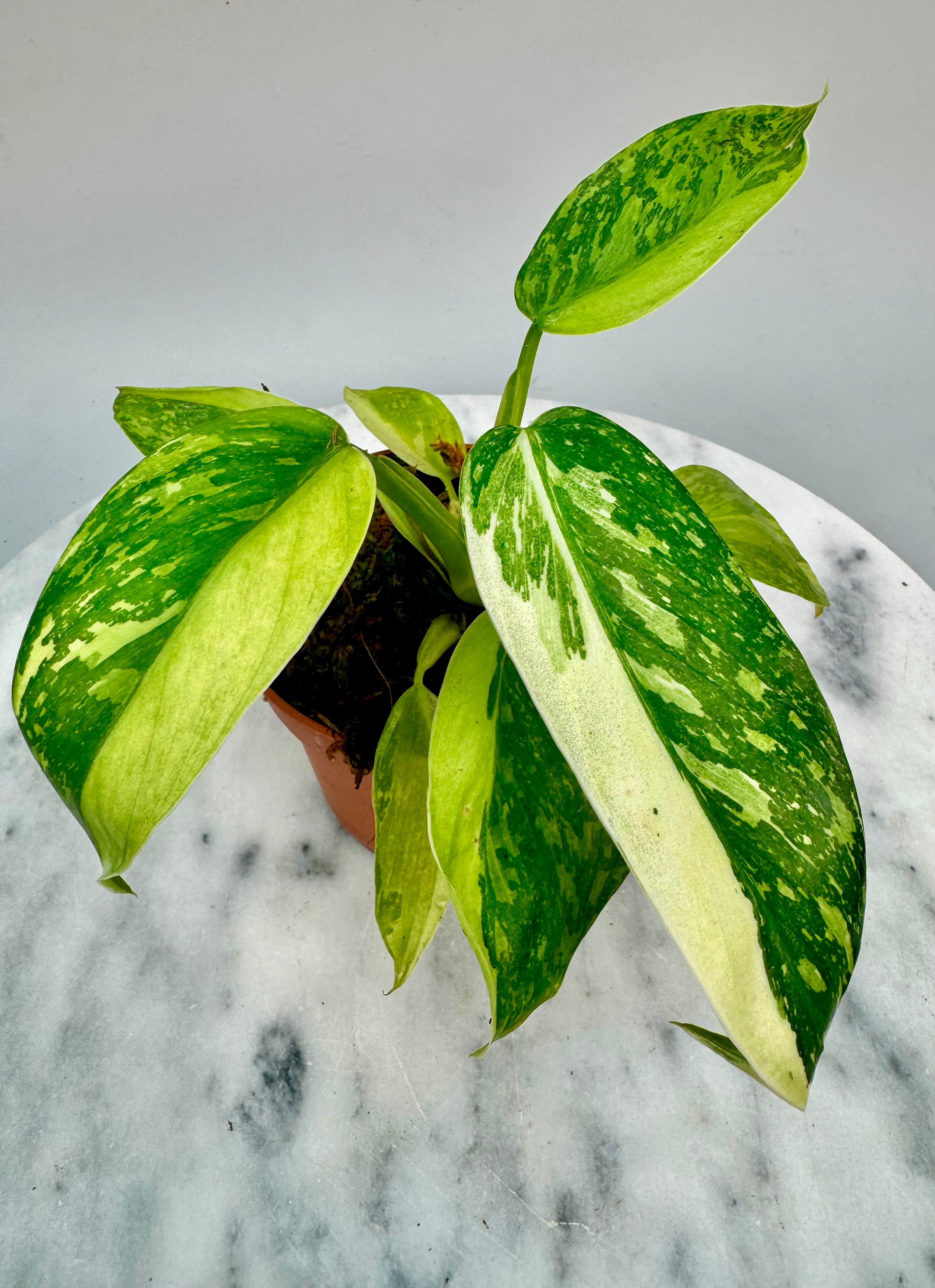 Philodendron billietiae Variegata x Jose Buono (Nr 1)