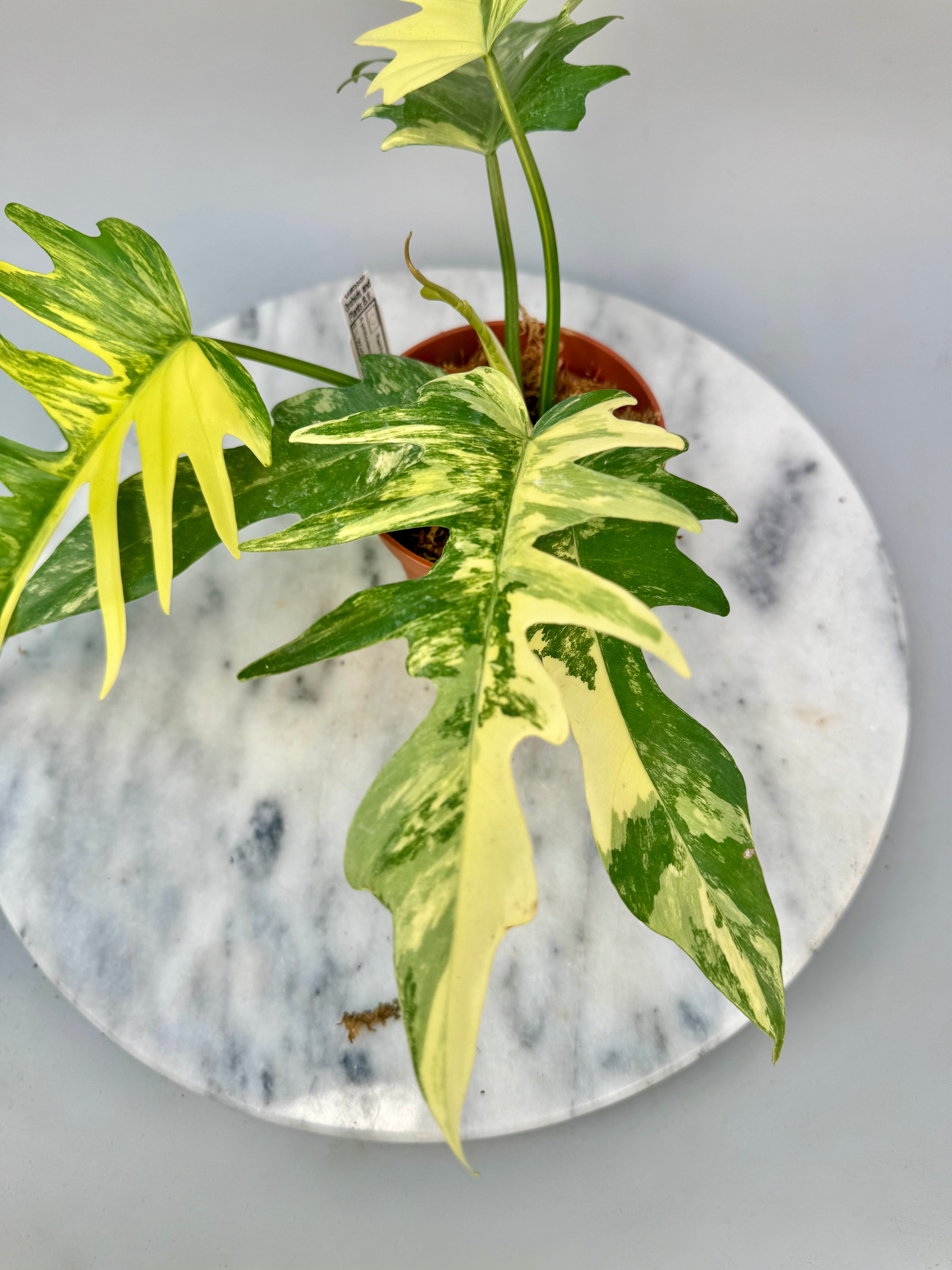 Philodendron Tortum x Florida beauty観葉植物 Philodendron tortum x Florida Beauty (Big Plant)