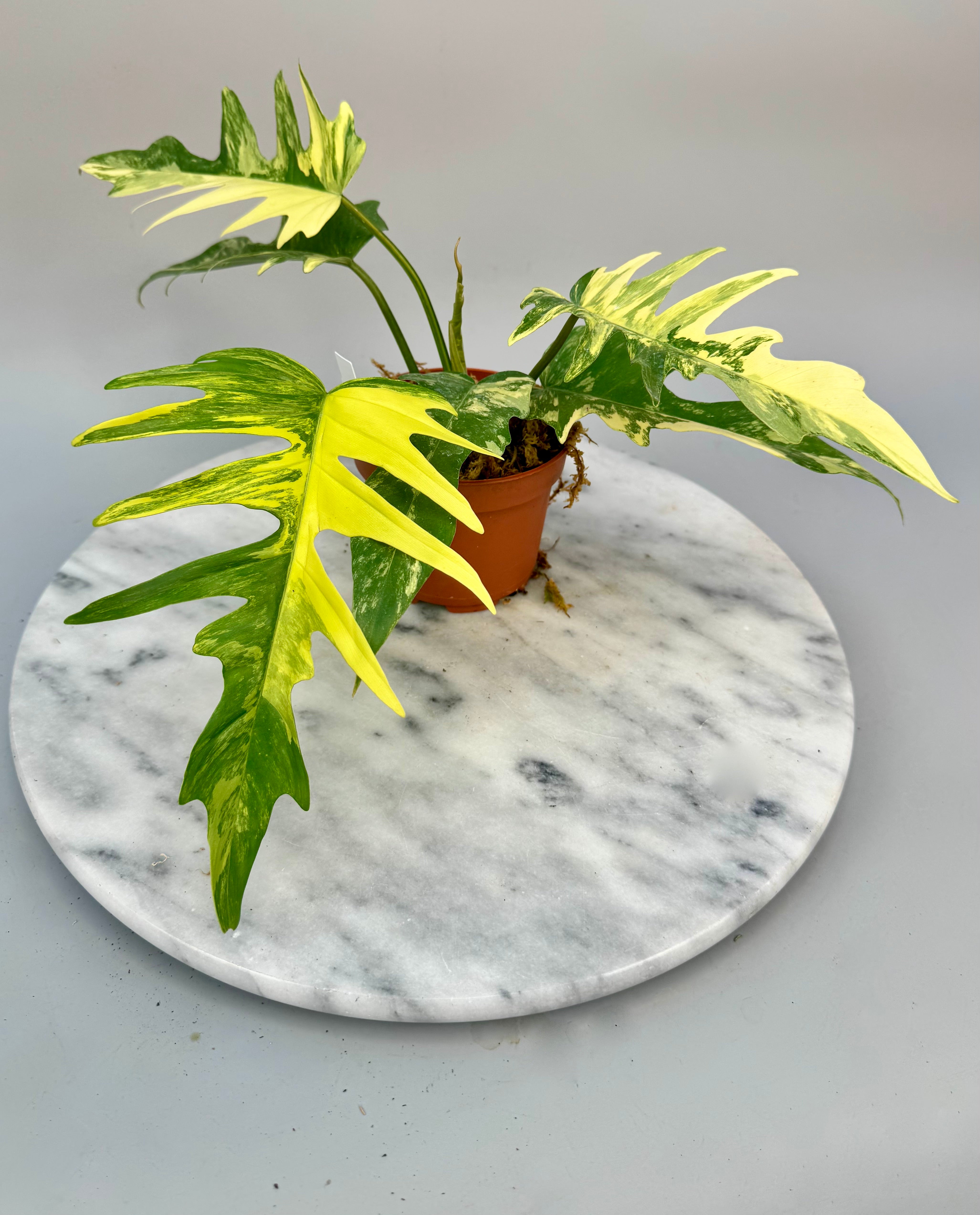 Philodendron tortum x Florida Beauty (Big Plant)