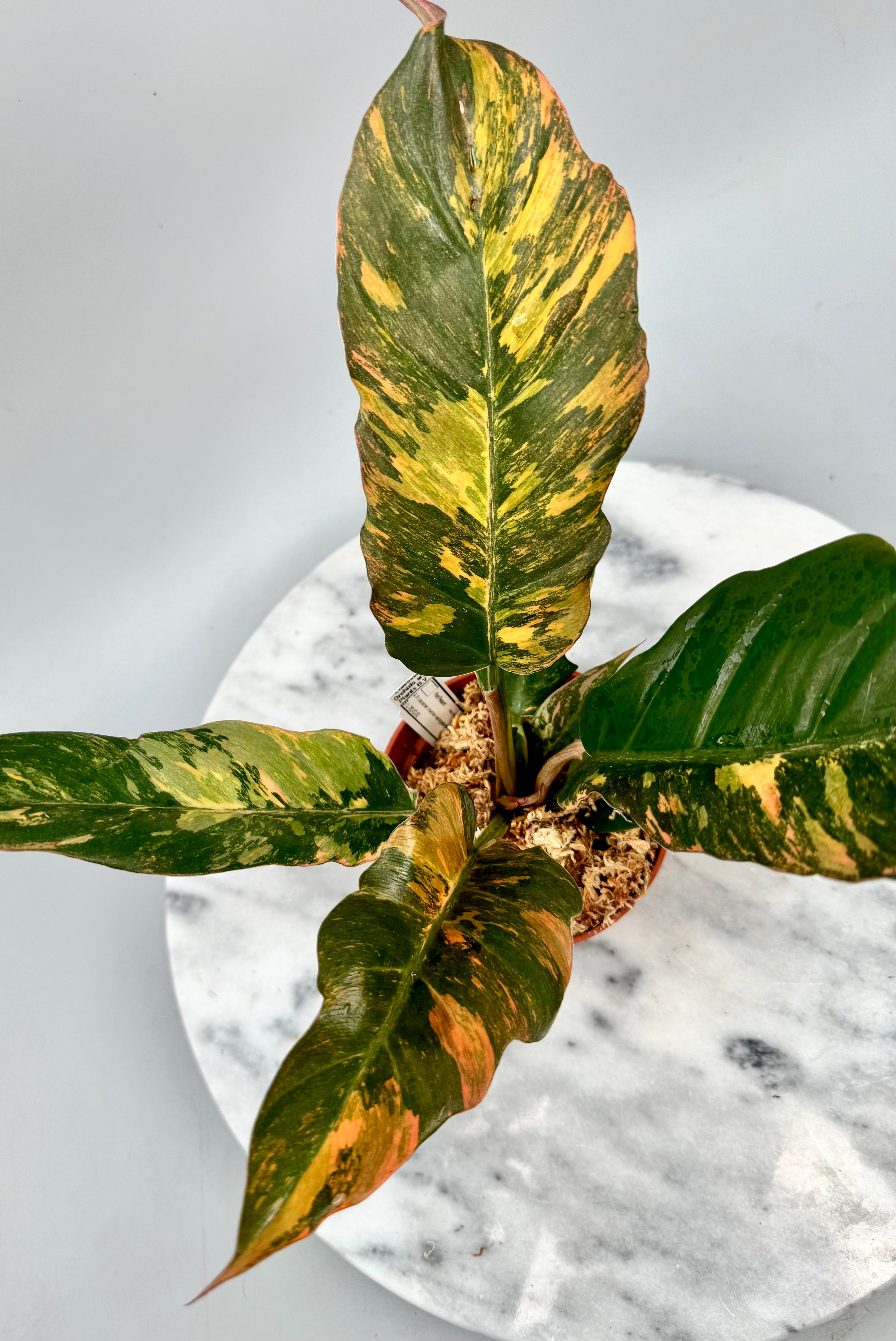 Philodendron Caramel Marble ‘Fire Tiger' neues cmiericloon (Nr 1)