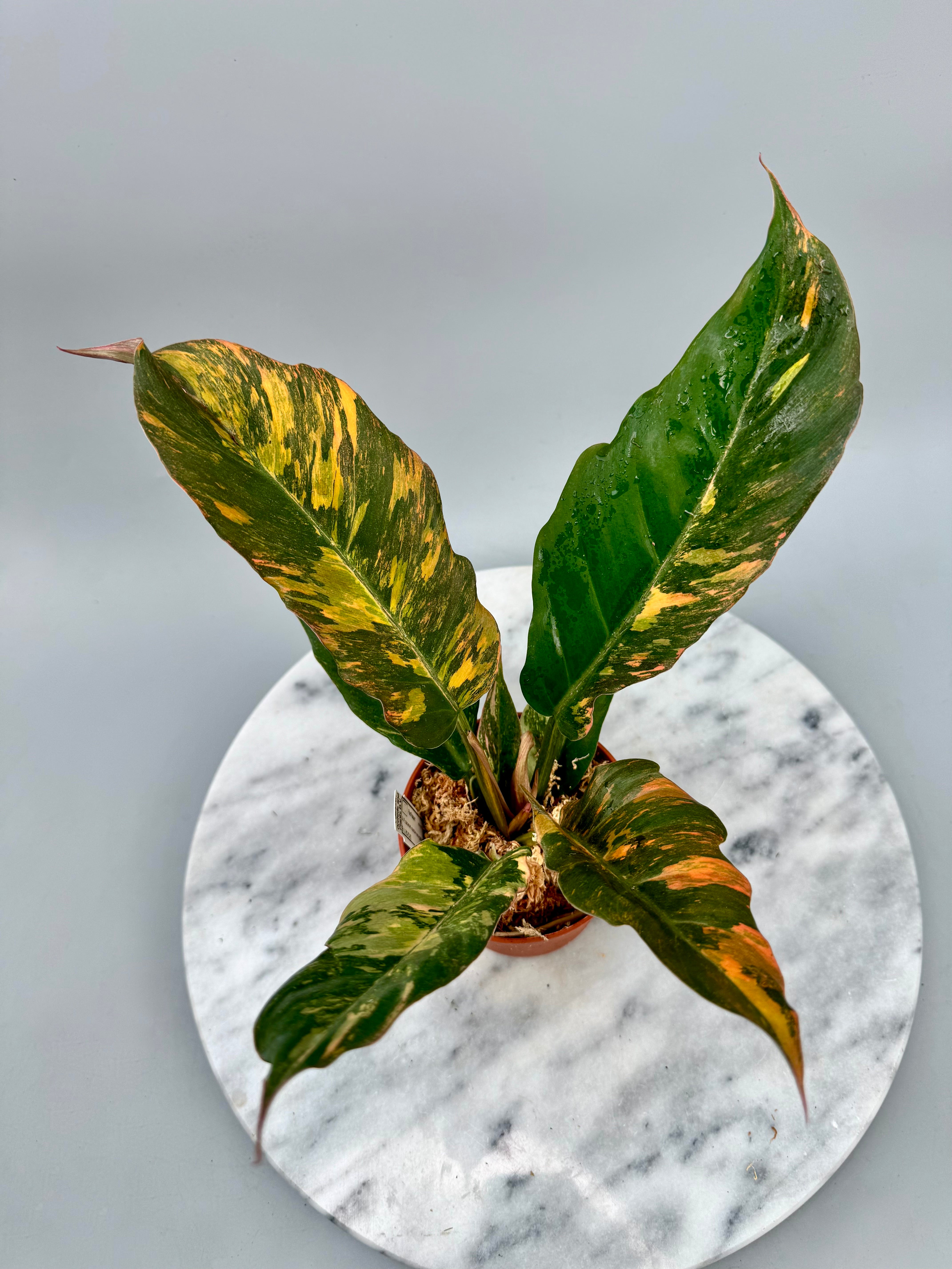 Philodendron Caramel Marble ‘Fire Tiger' neues cmiericloon (Nr 1)