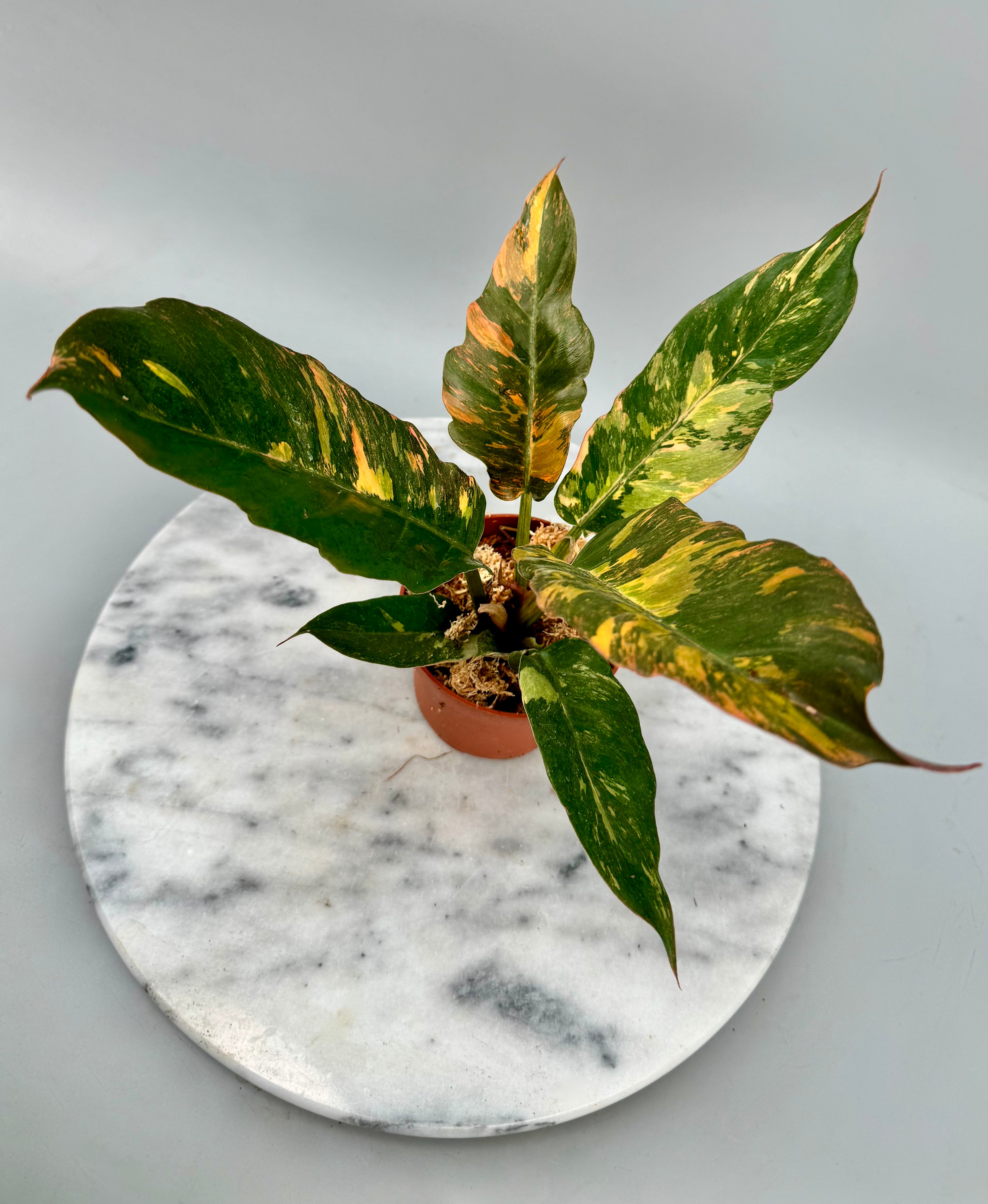 Philodendron Caramel Marble ‘Fire Tiger’ new cmiericloon  nr 1.