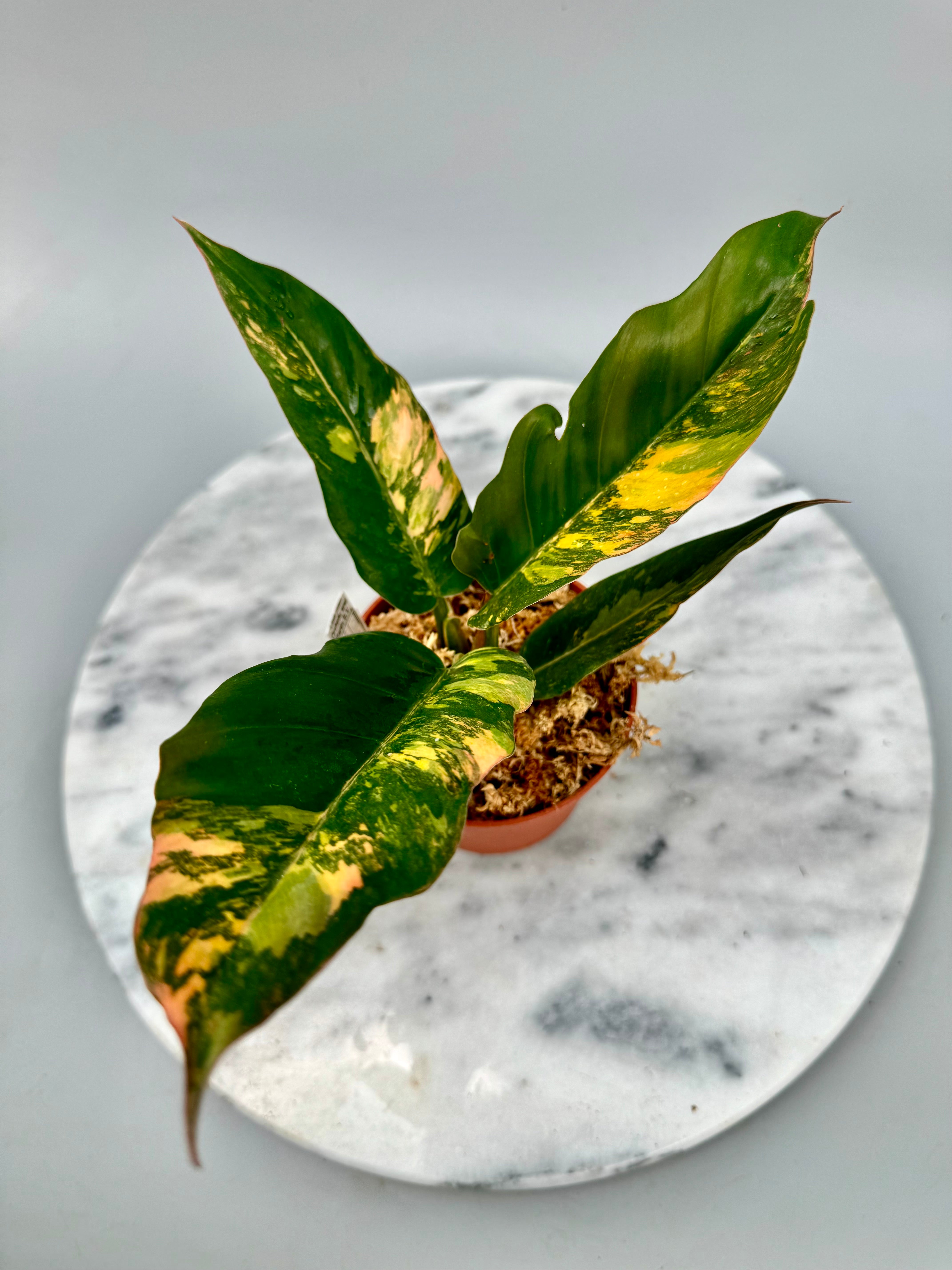 Philodendron Caramel Marble ‘Fire Tiger’ (Nr 2)