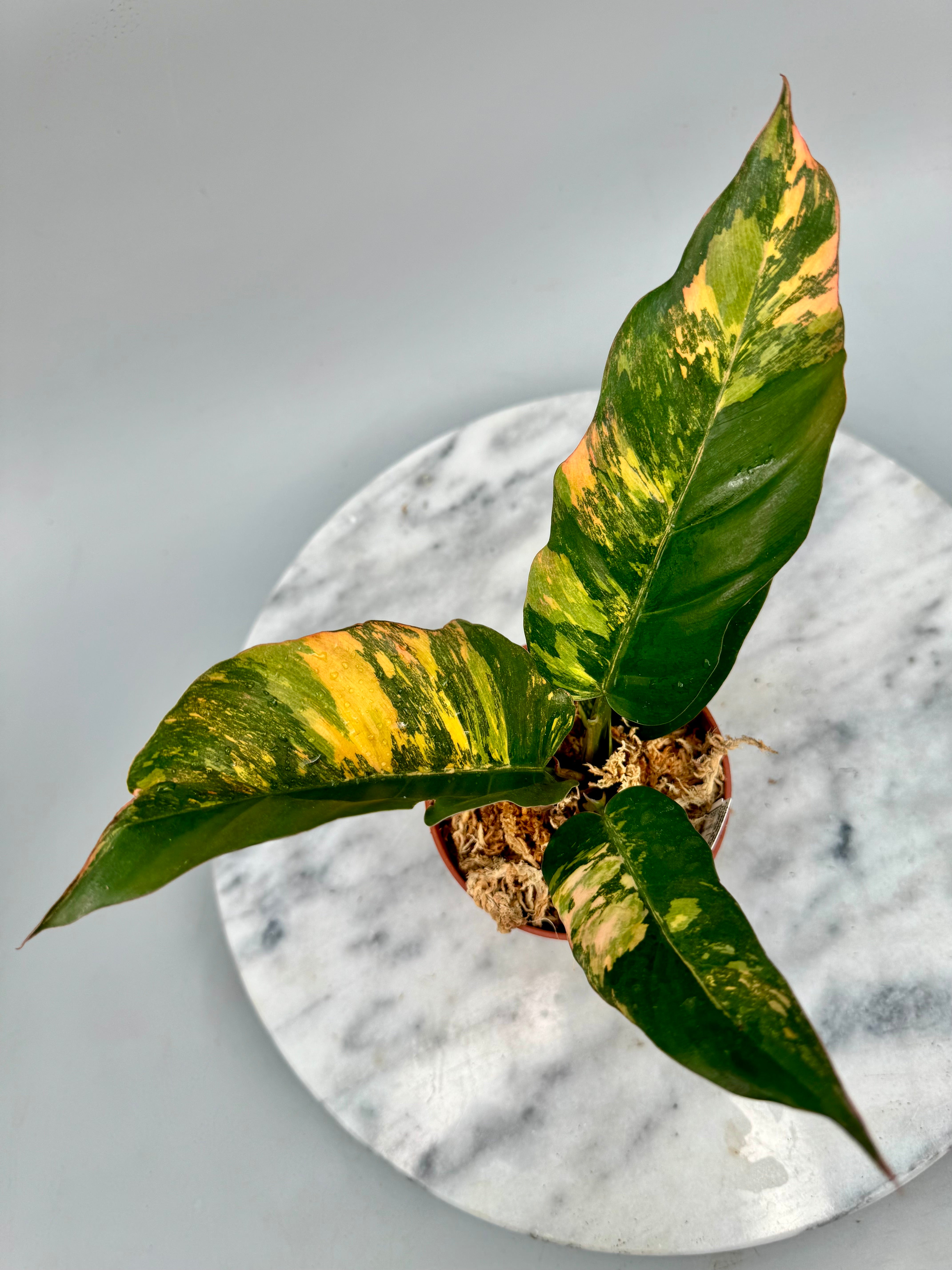 Philodendron Caramel Marble ‘Fire Tiger’ (Nr 2)