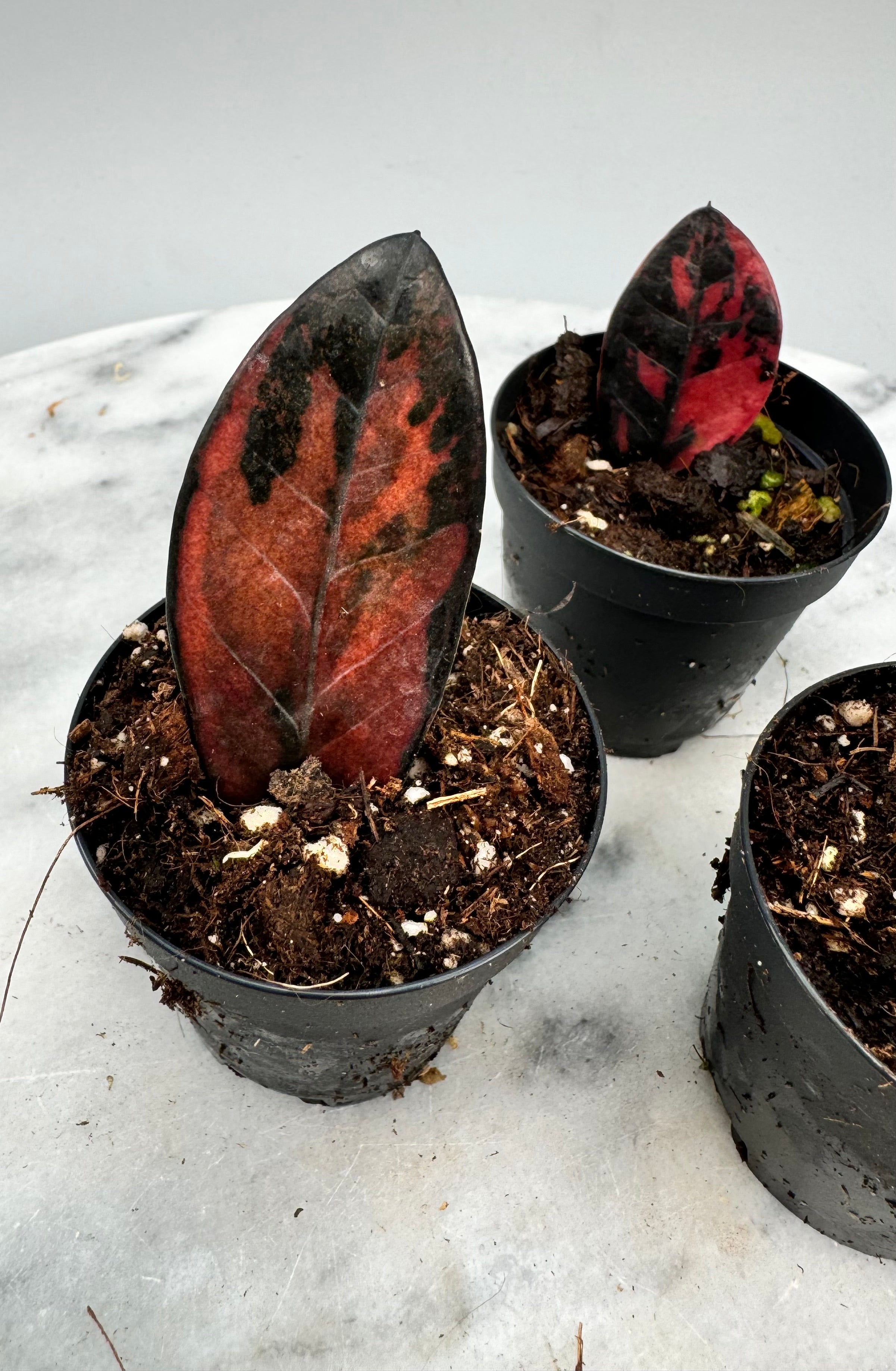 Zamioculcas zamiifolia Raven Black Variegated