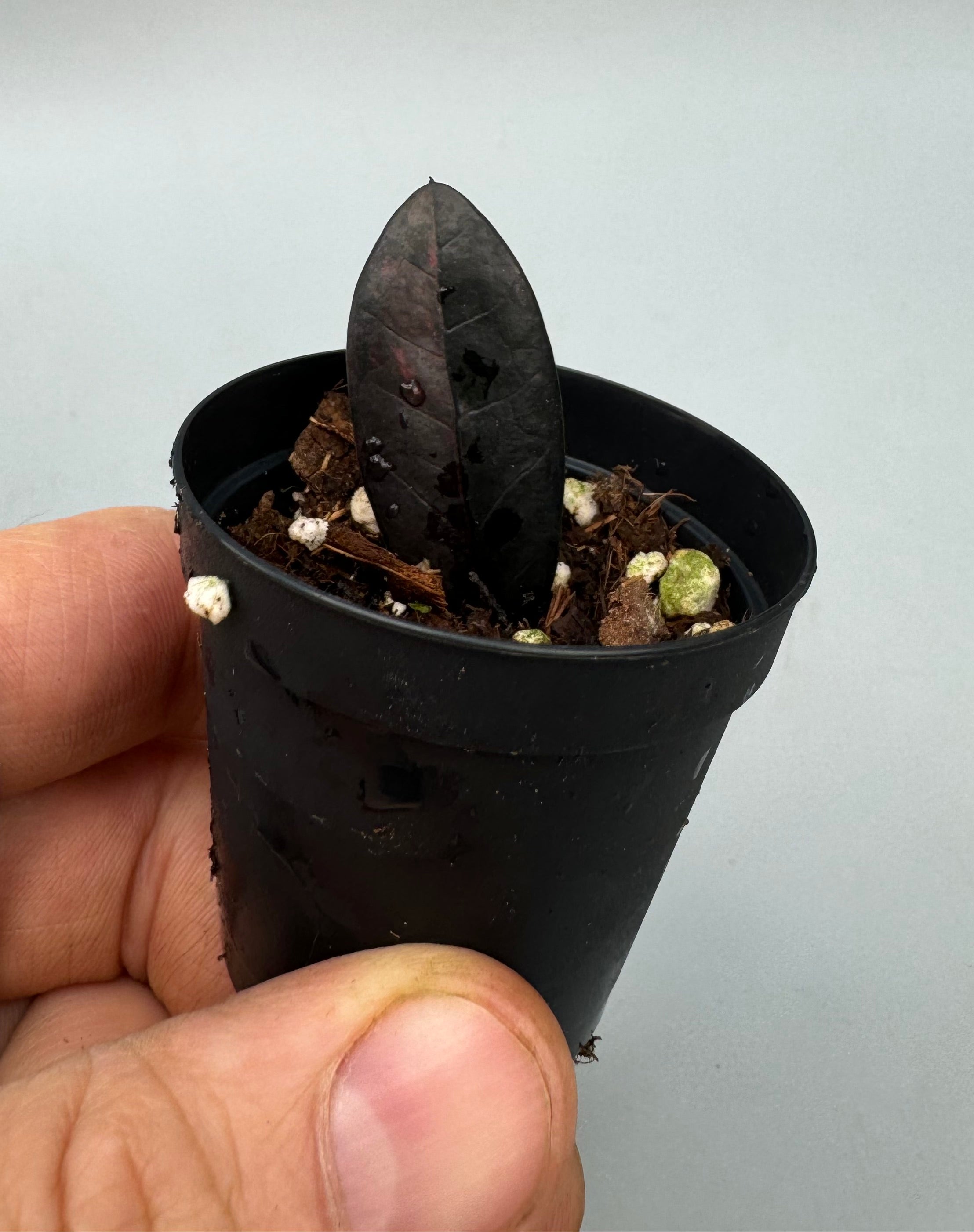 Zamioculcas zamiifolia Raven Black Variegated