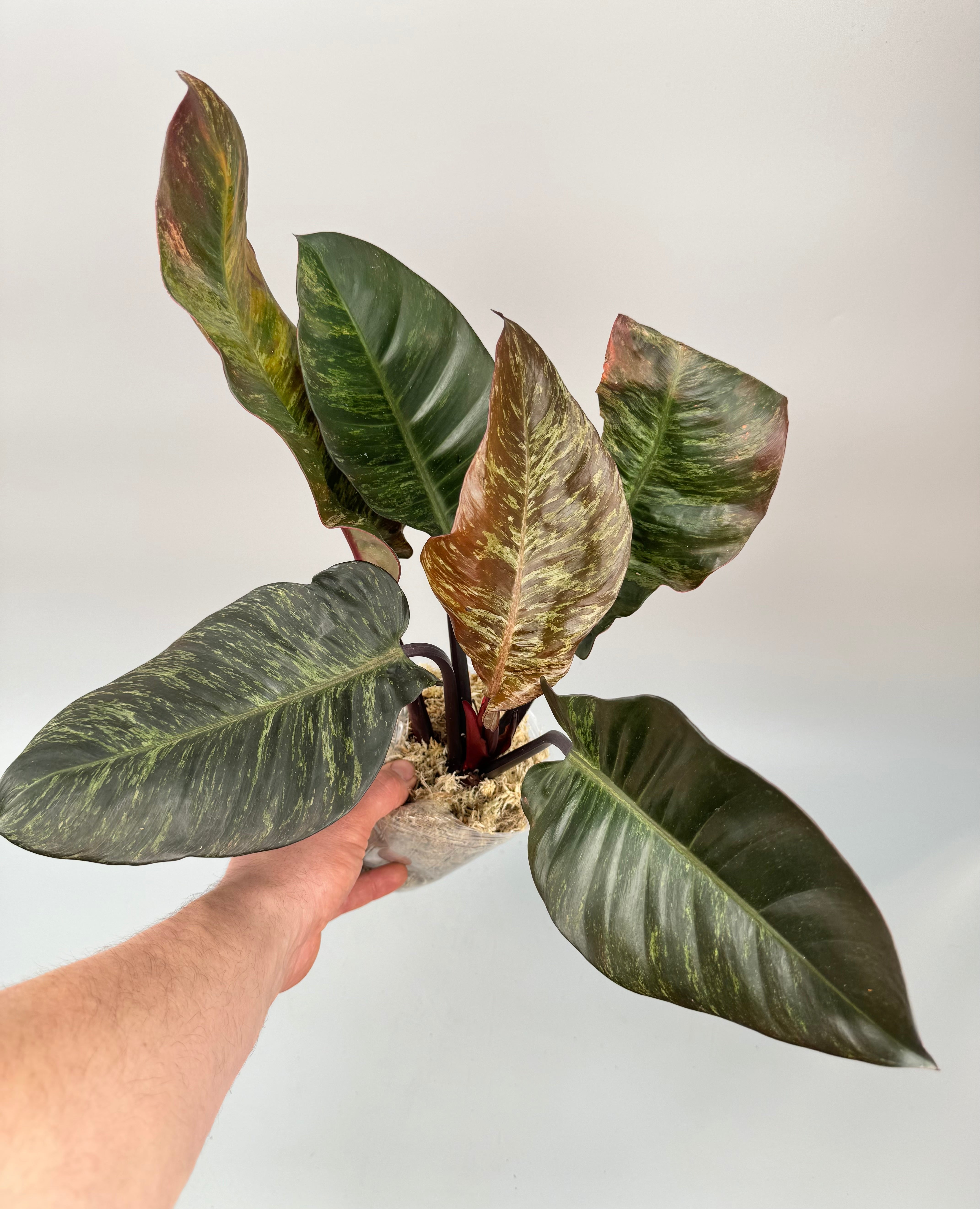 Philodendron Black Cardinal "Marble"