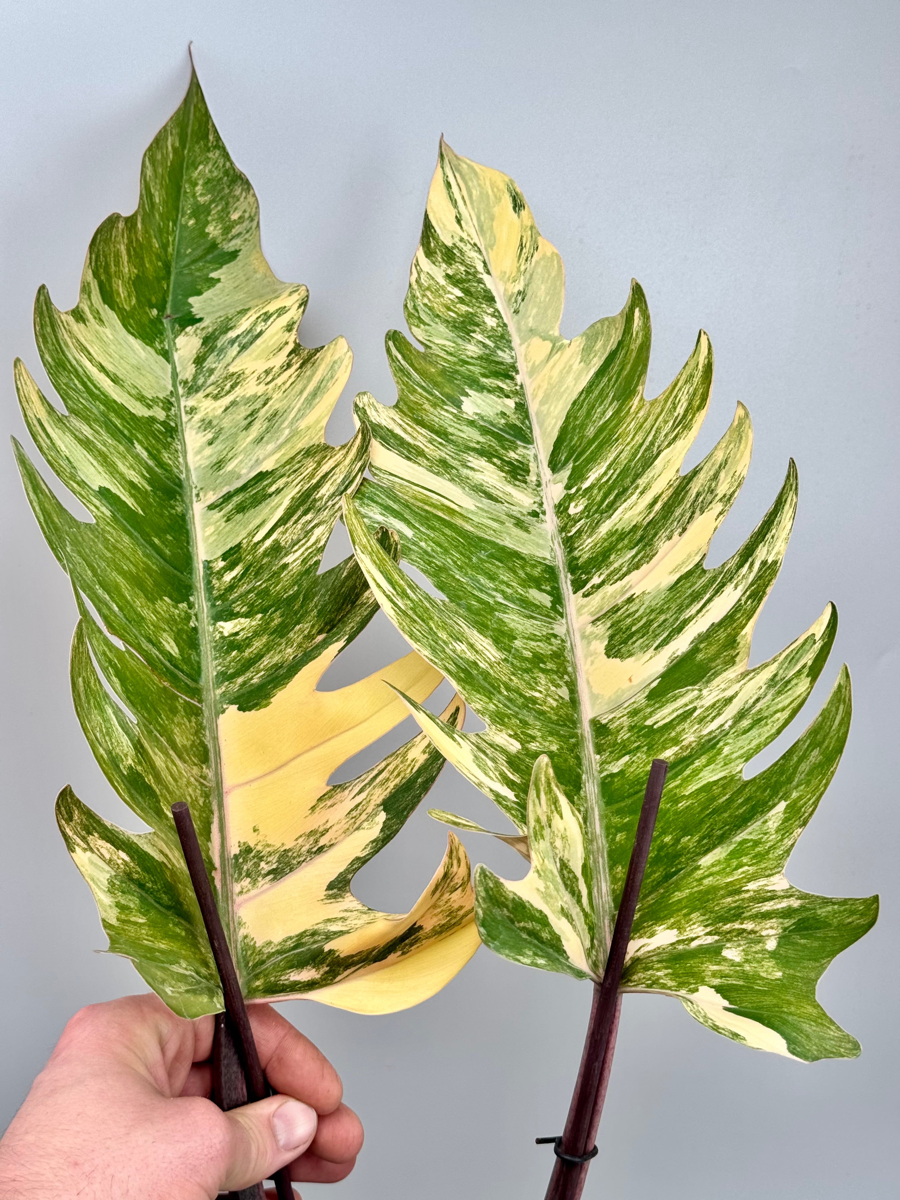 Philodendron Caramel Marble nr 2