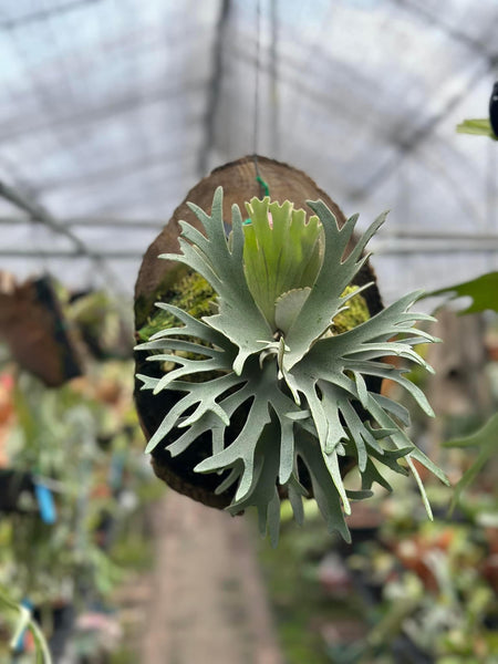 か*い様 P.willinckii Yellow moon dwarf Platycerium willinckii 