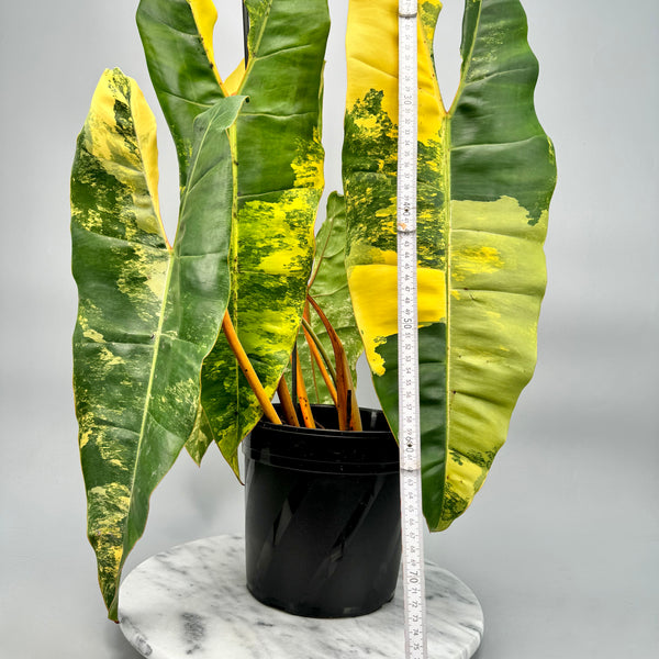 Philodendron billietiae Variegata (Nr 1)