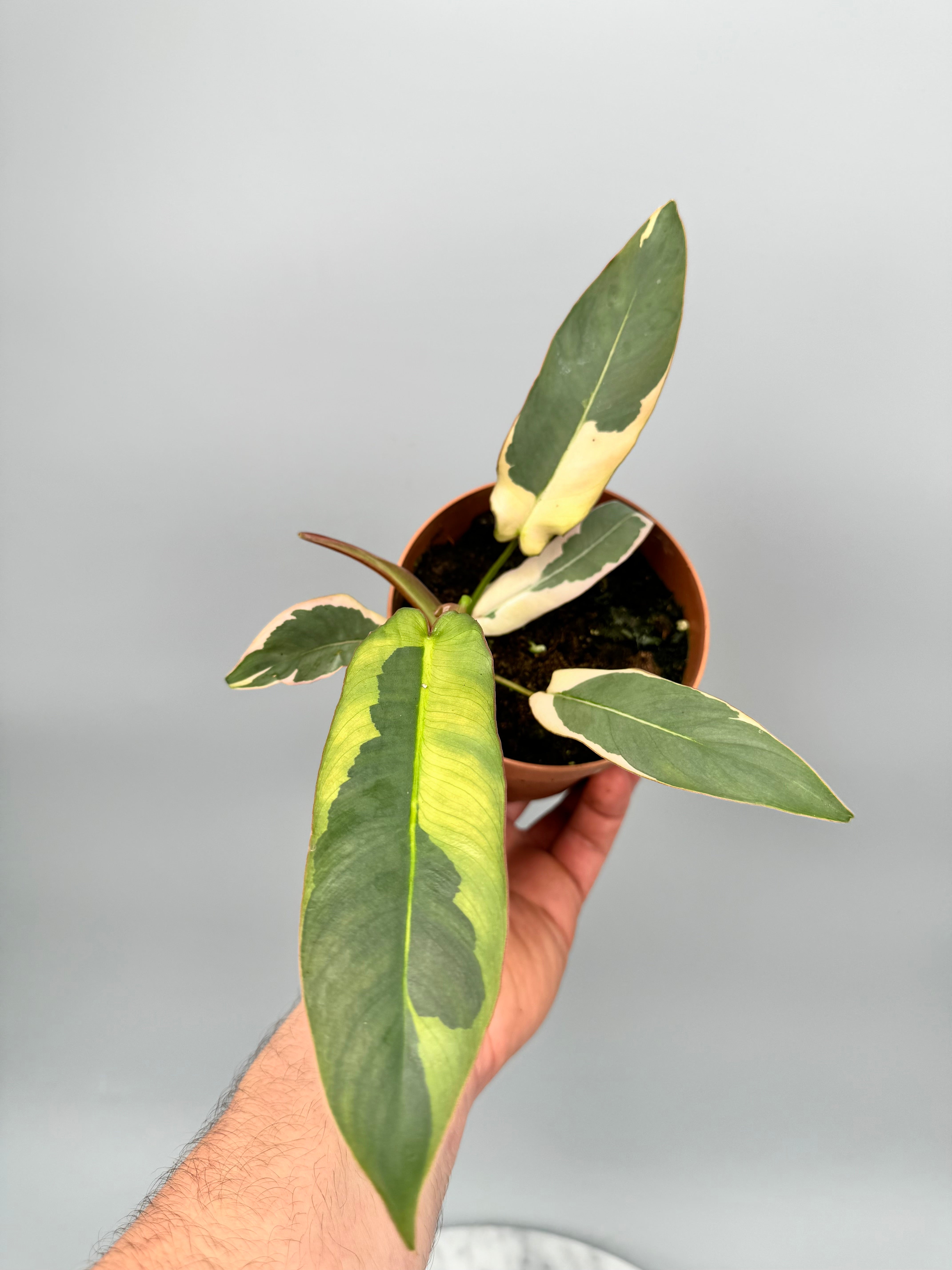 Philodendron atabapoense variegata albo nr 1