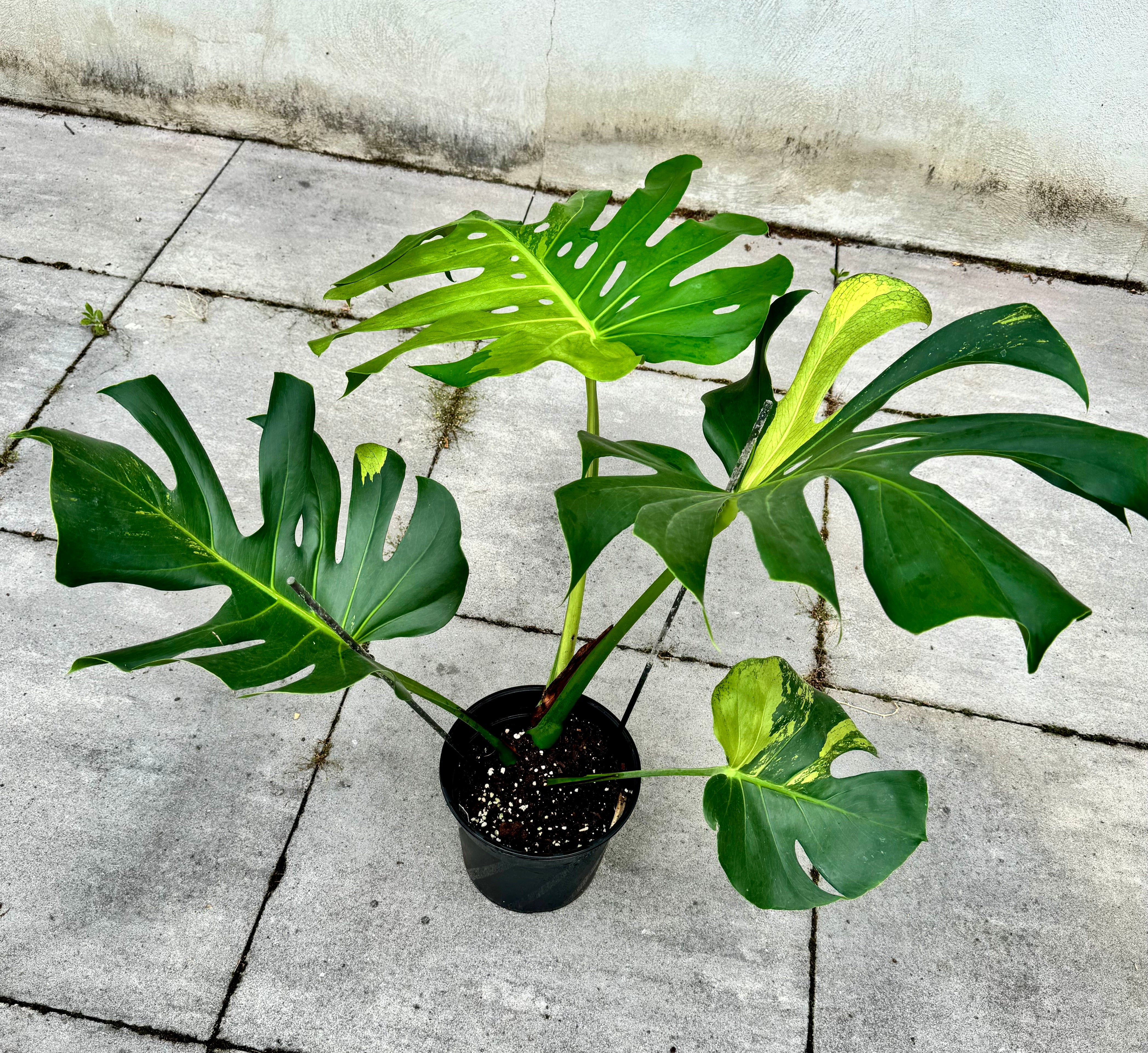 Monstera Ocean Mint