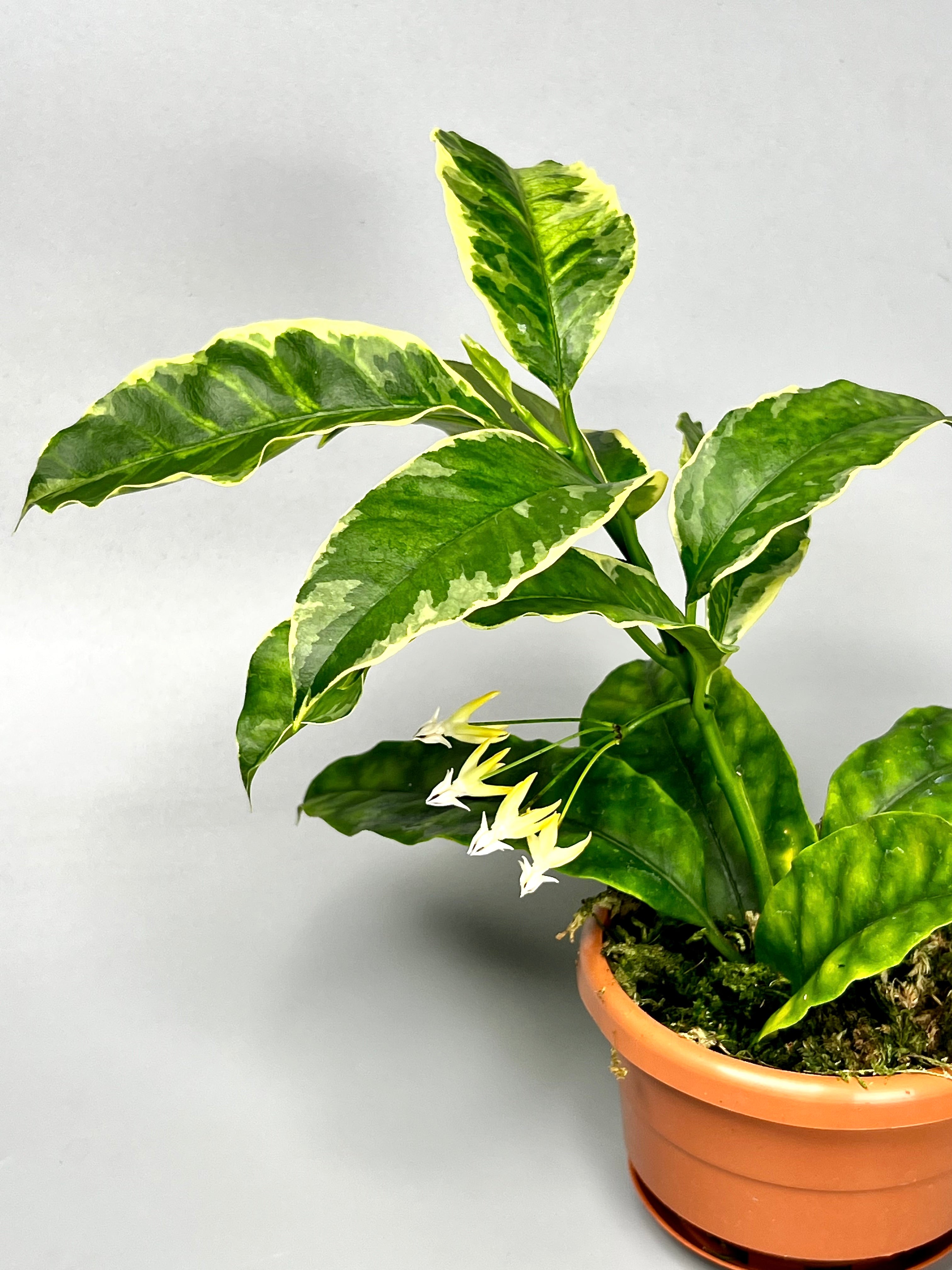 Hoya multiflora variegata Albo