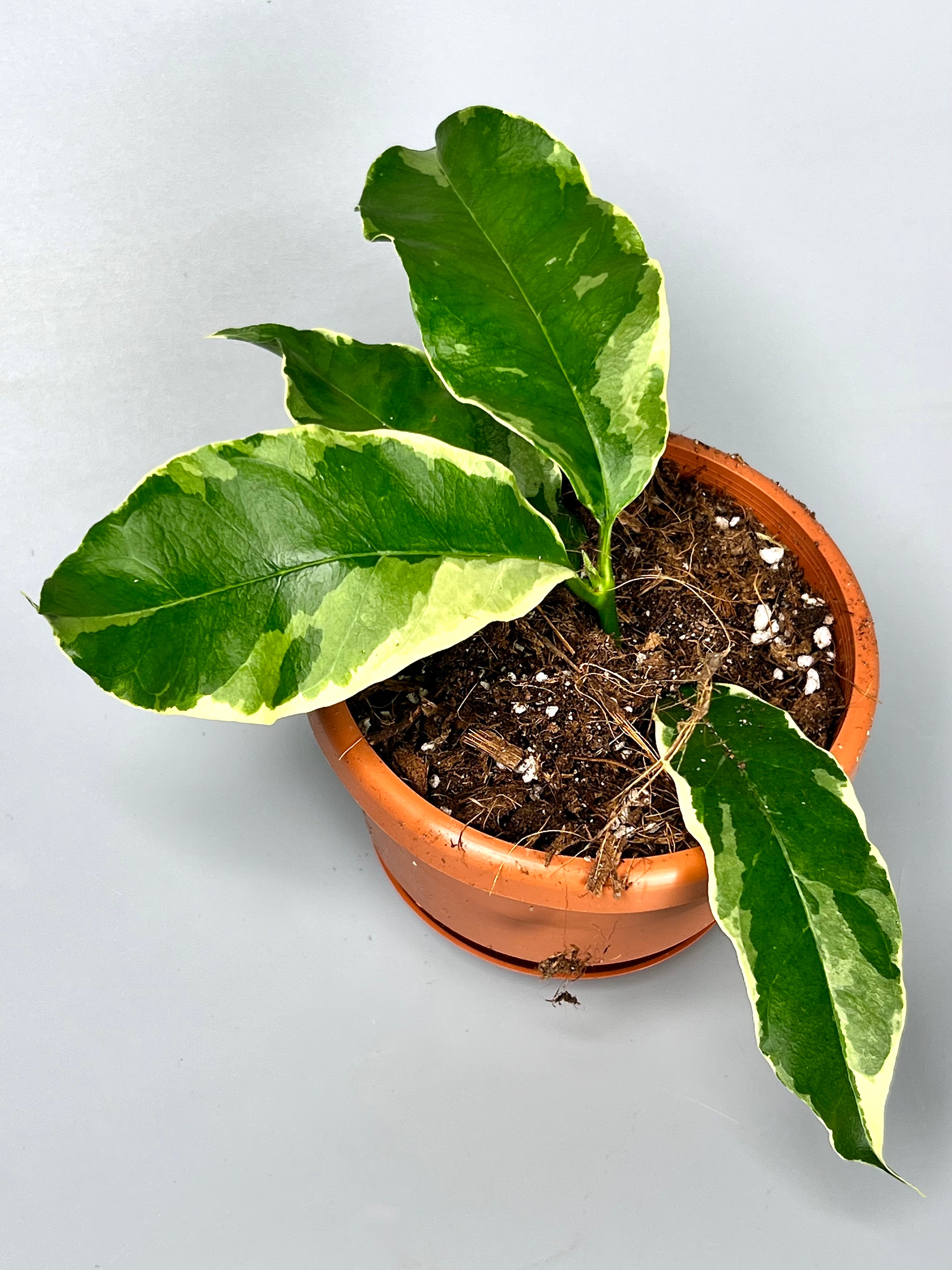 Hoya multiflora variegata Albo