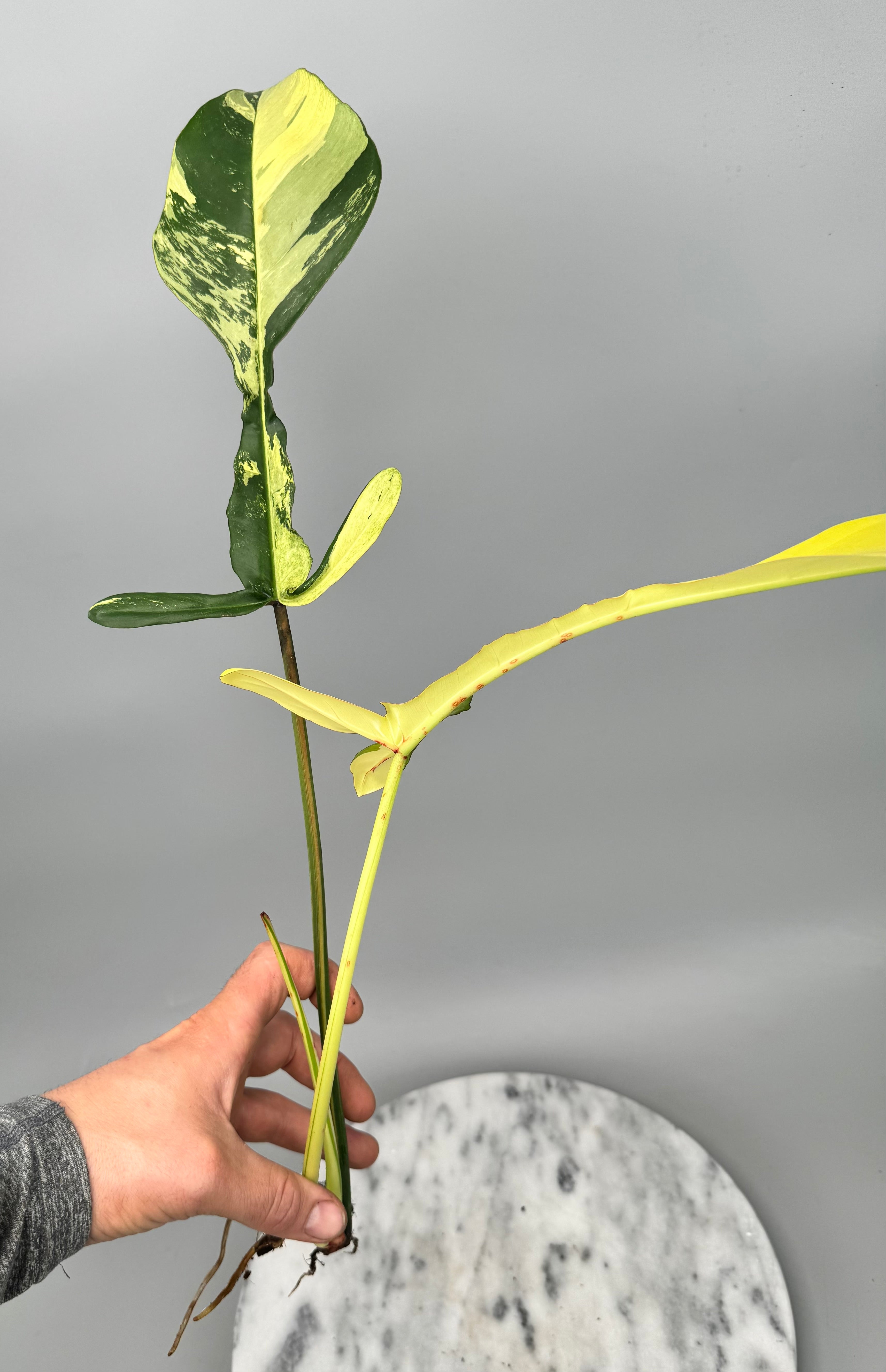 Philodendron joepii Variegated (Fresh Head Cutting) nr 2